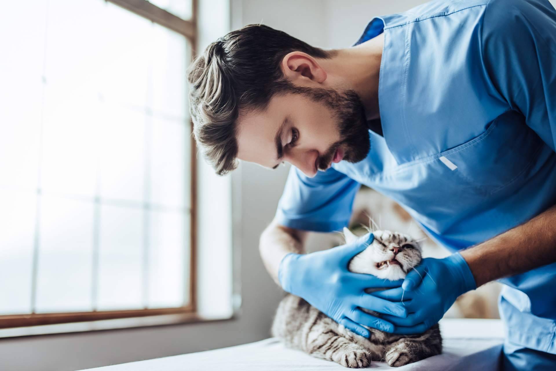 La importancia de tener un veterinario de urgencias de confianza 24h y a domicilio, 1 Click Vet
