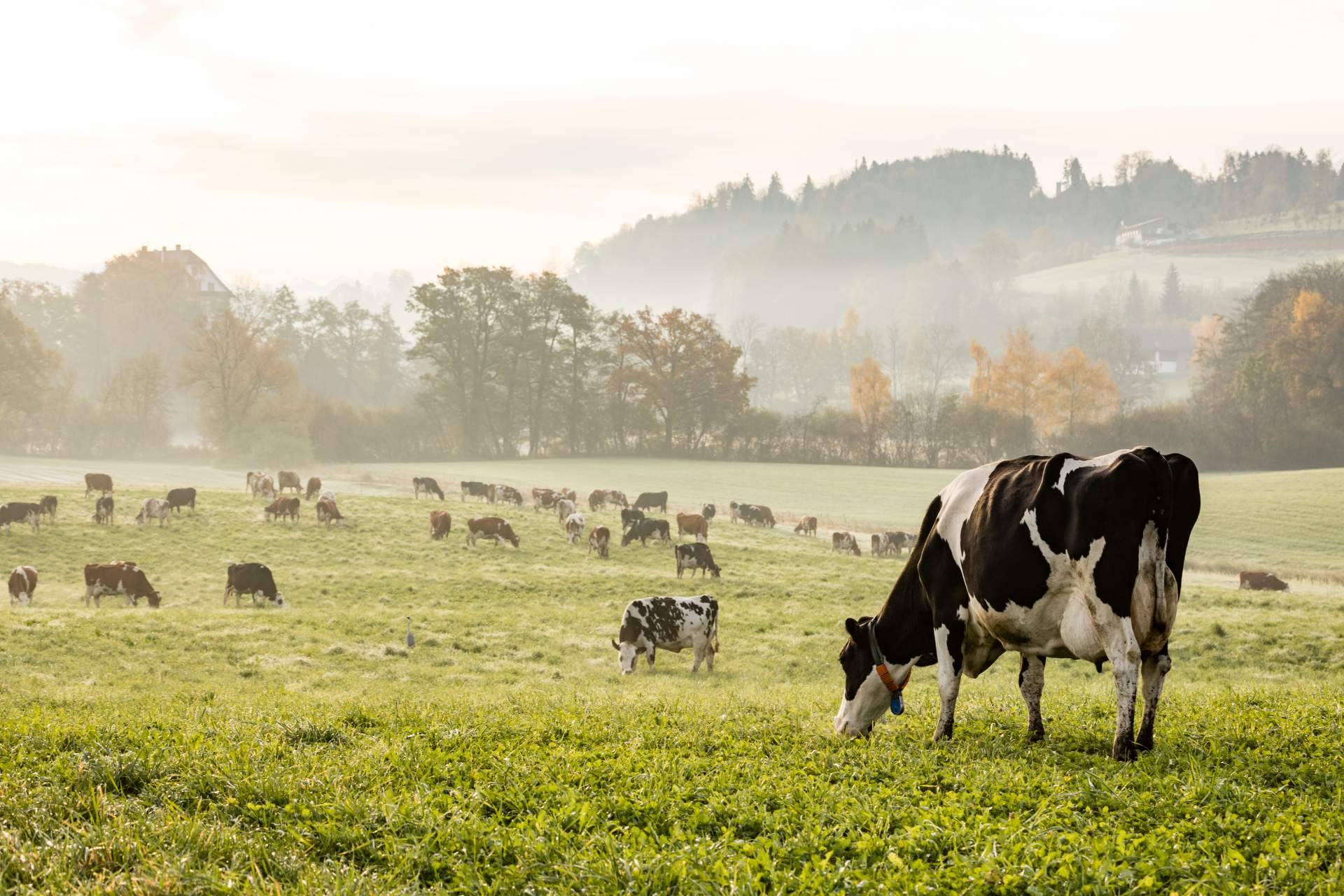 Innogando y Mindsaic, las dos empresas gallegas que son capaces de hablar con las vacas