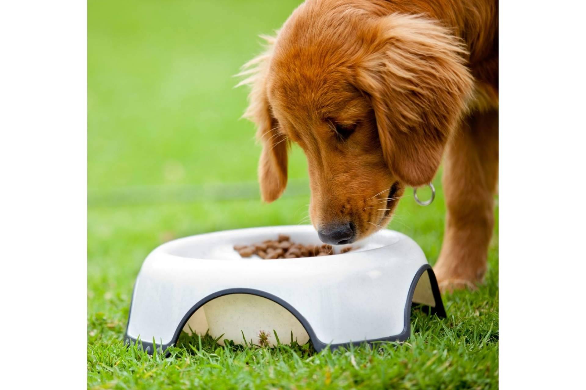 ¿Por qué es importante cuidar la alimentación de las mascotas?, por Zalavet