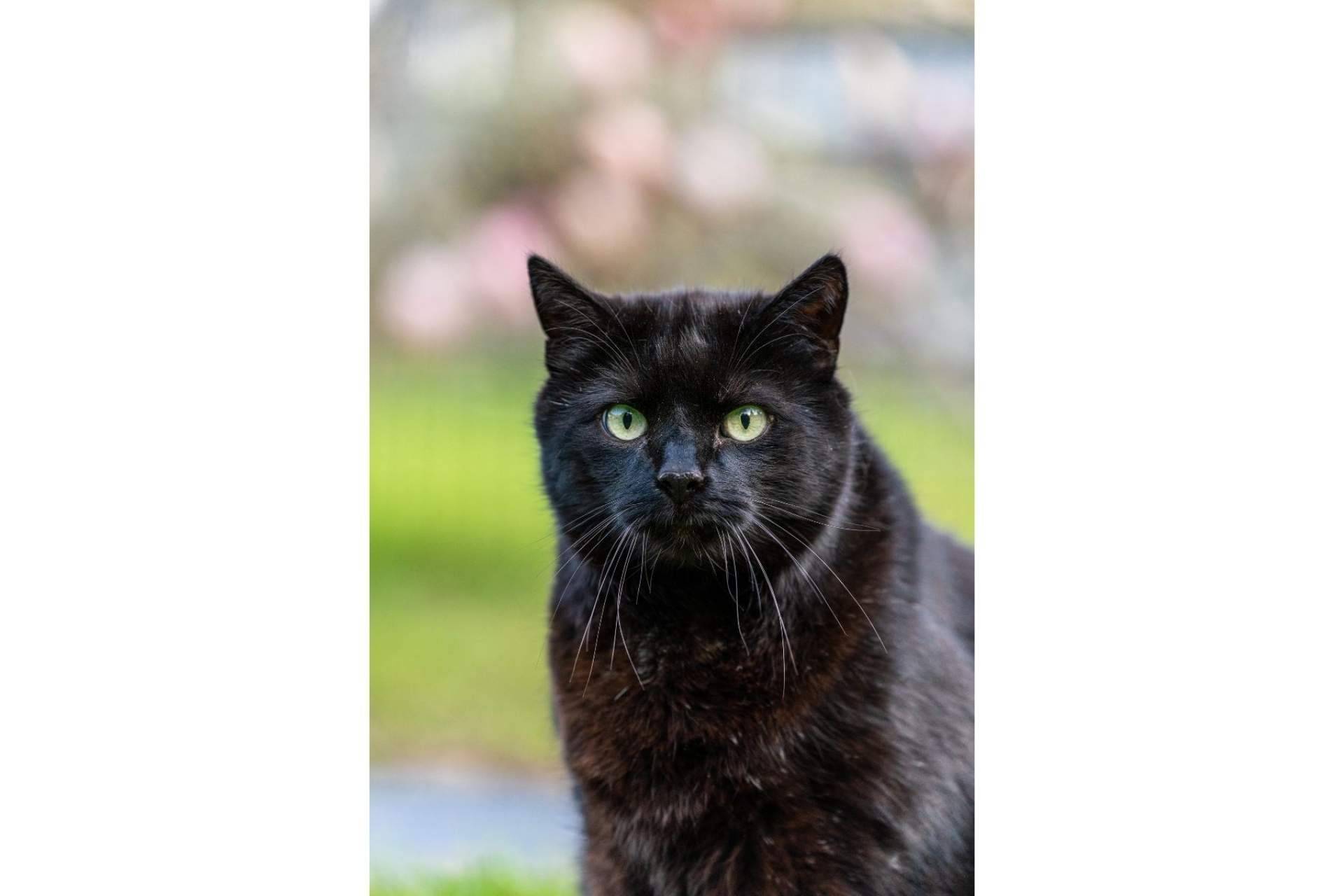 Los gatos negros sufren el mayor índice de rechazo a la hora de ser adoptados