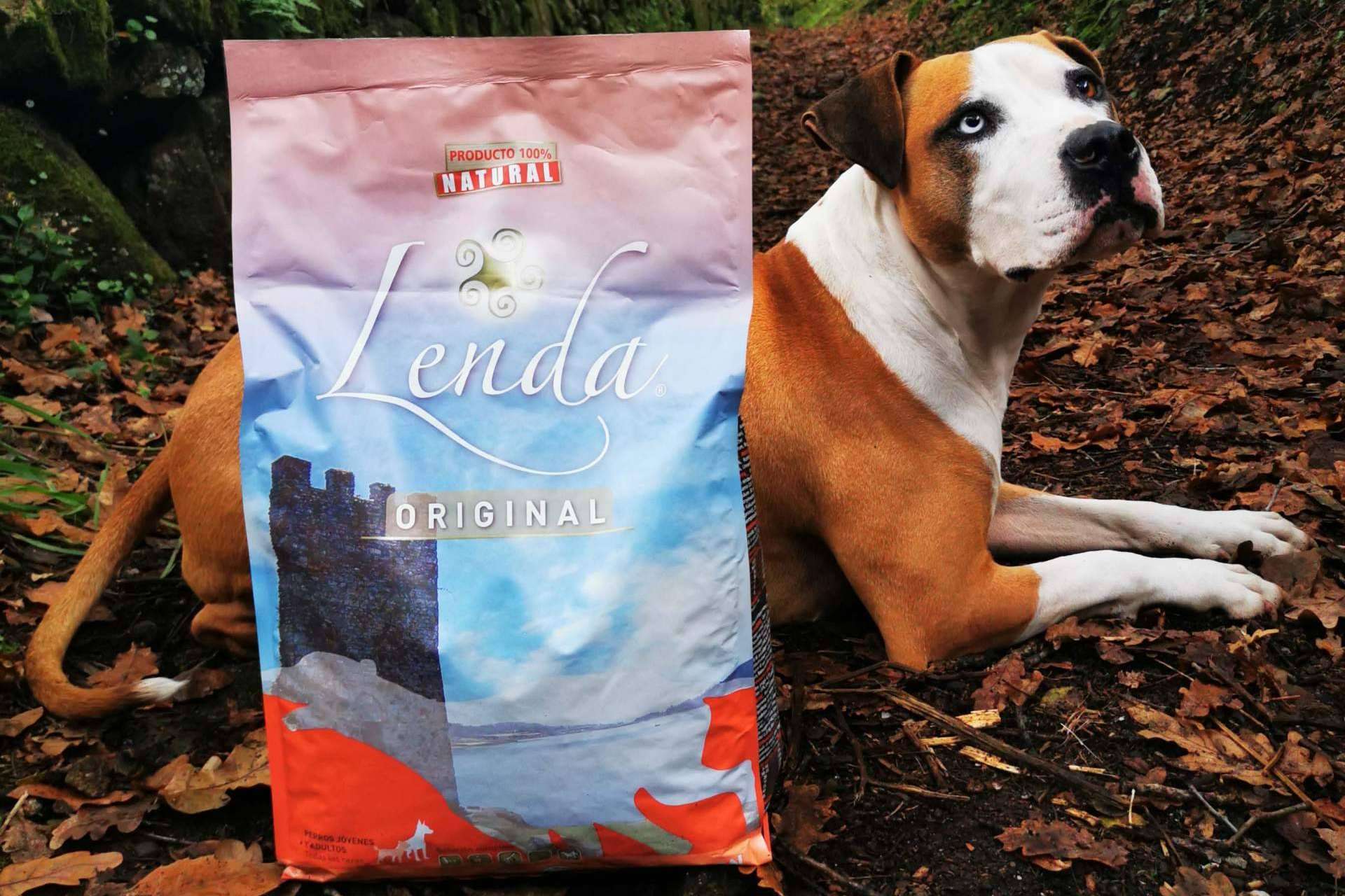 Las ventajas del pienso natural para perros