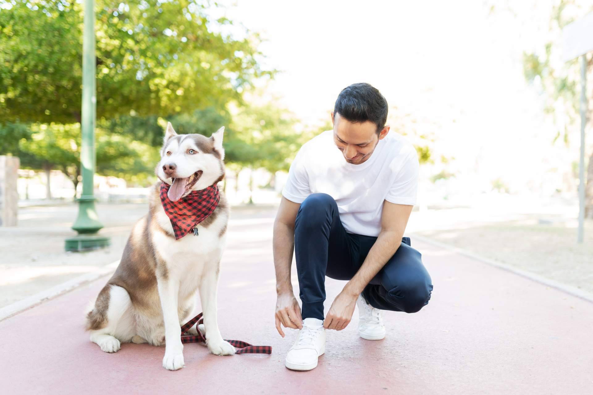 Ventajas de la adopción de perros mayores
