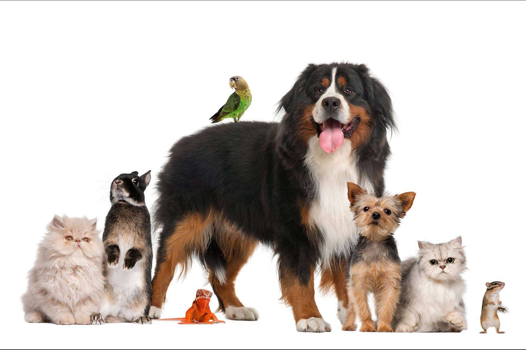 Encontrar una mascota perdida, la propuesta de una plataforma especializada