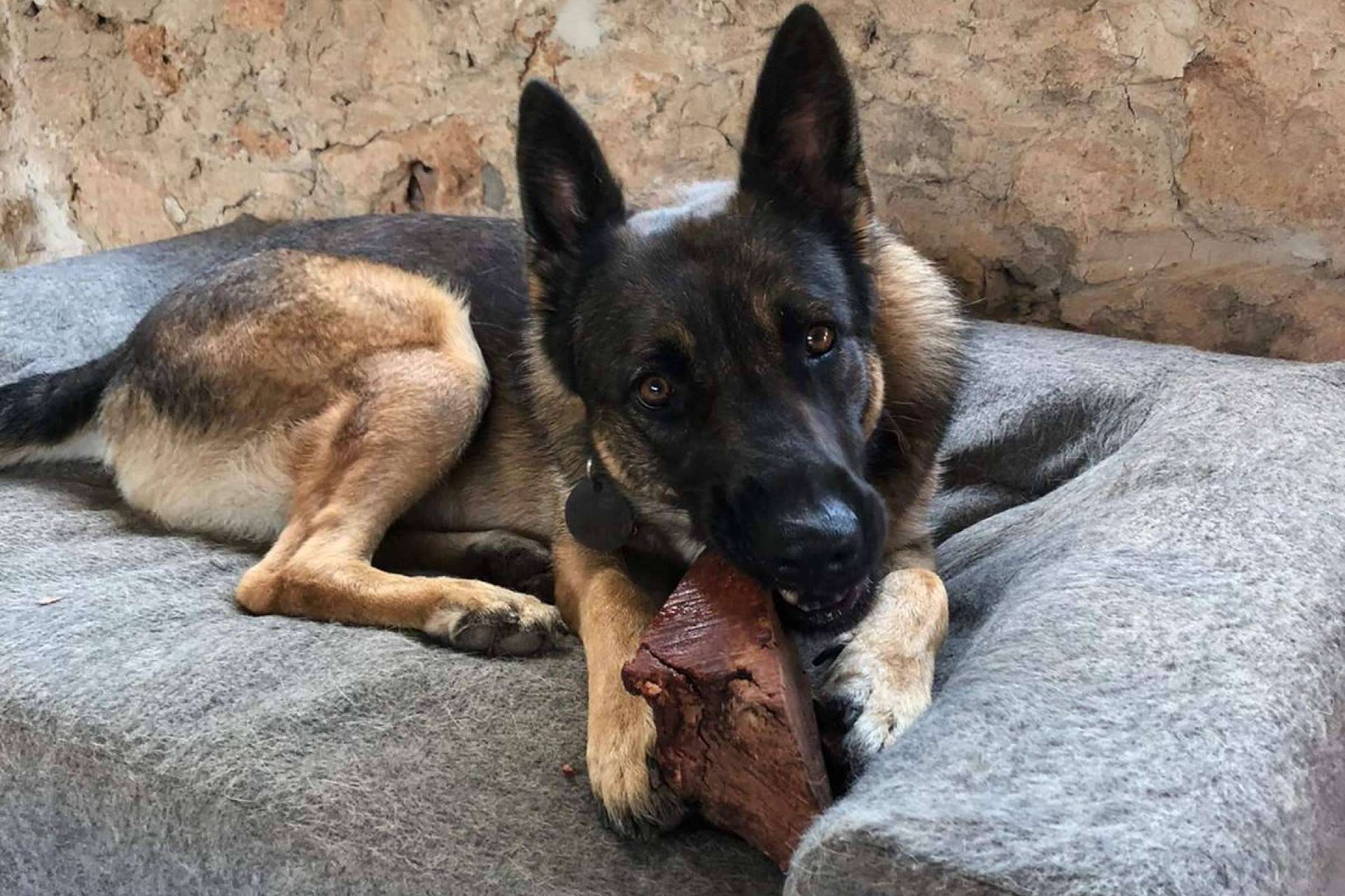 Snacks saludables para perros de la mano de CRU