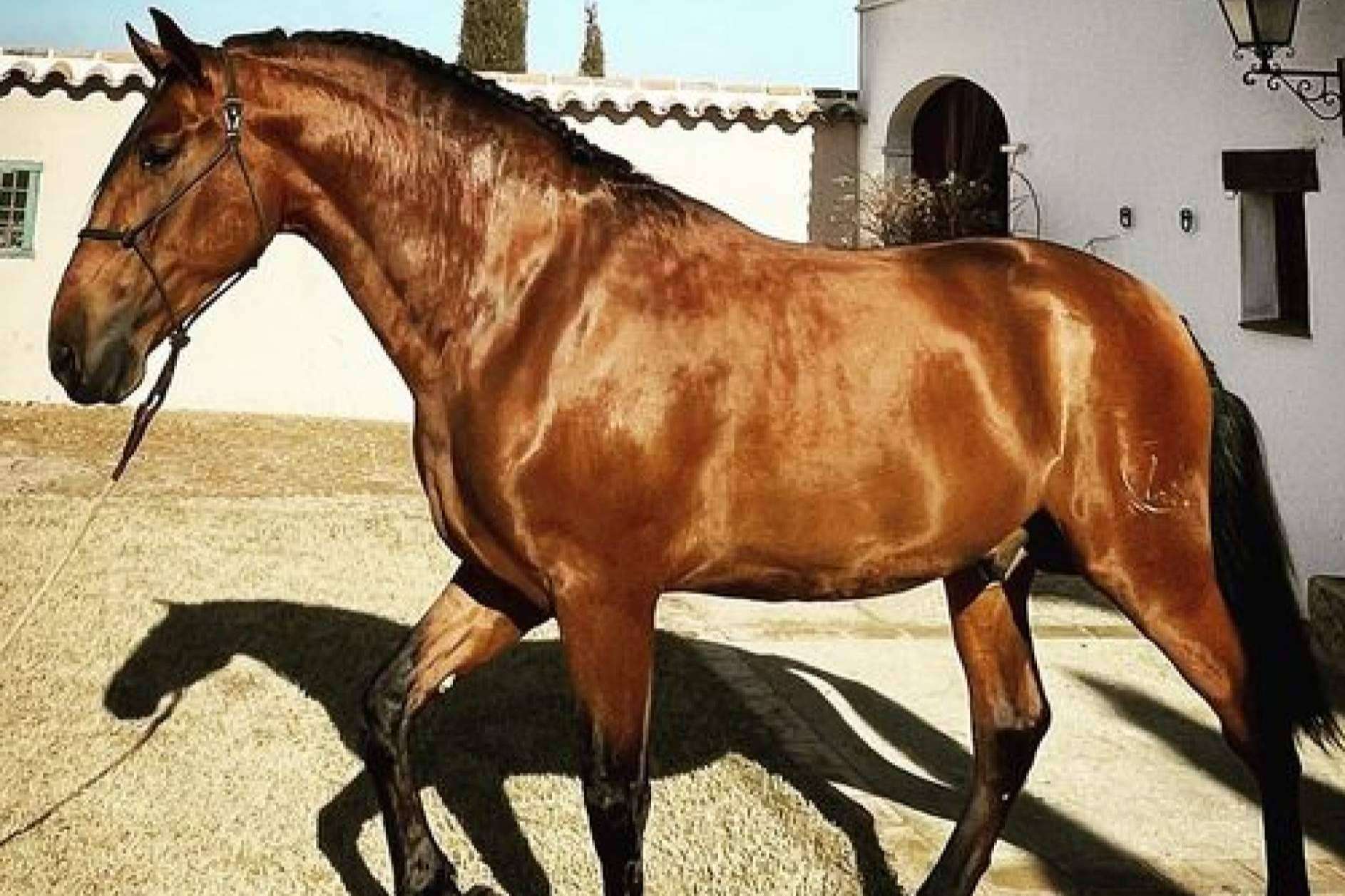 Yeguada La Pajarita es una empresa que se encarga de la venta de caballos en Albacete