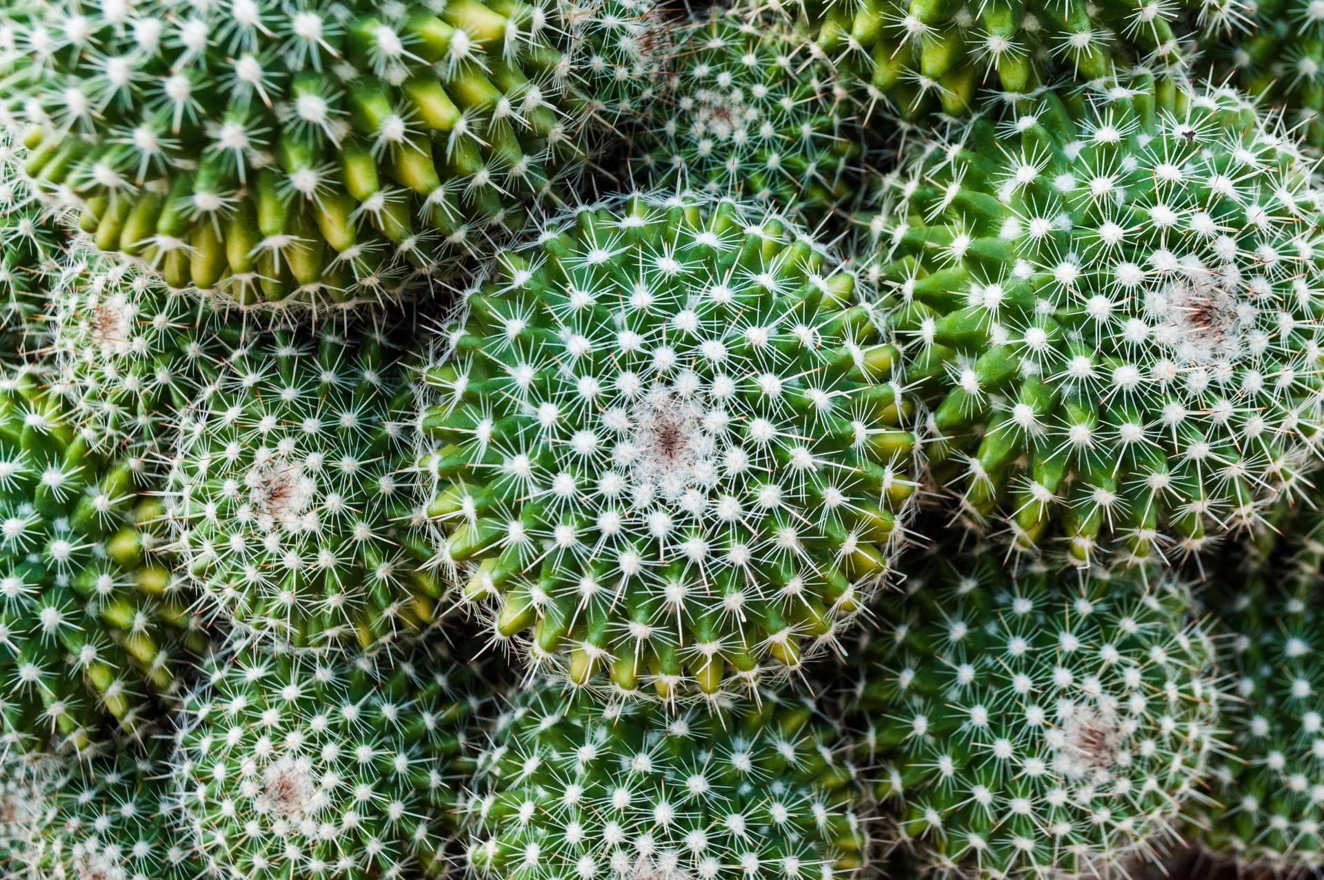 Cómprate Un Cactus permite comprar cactus online