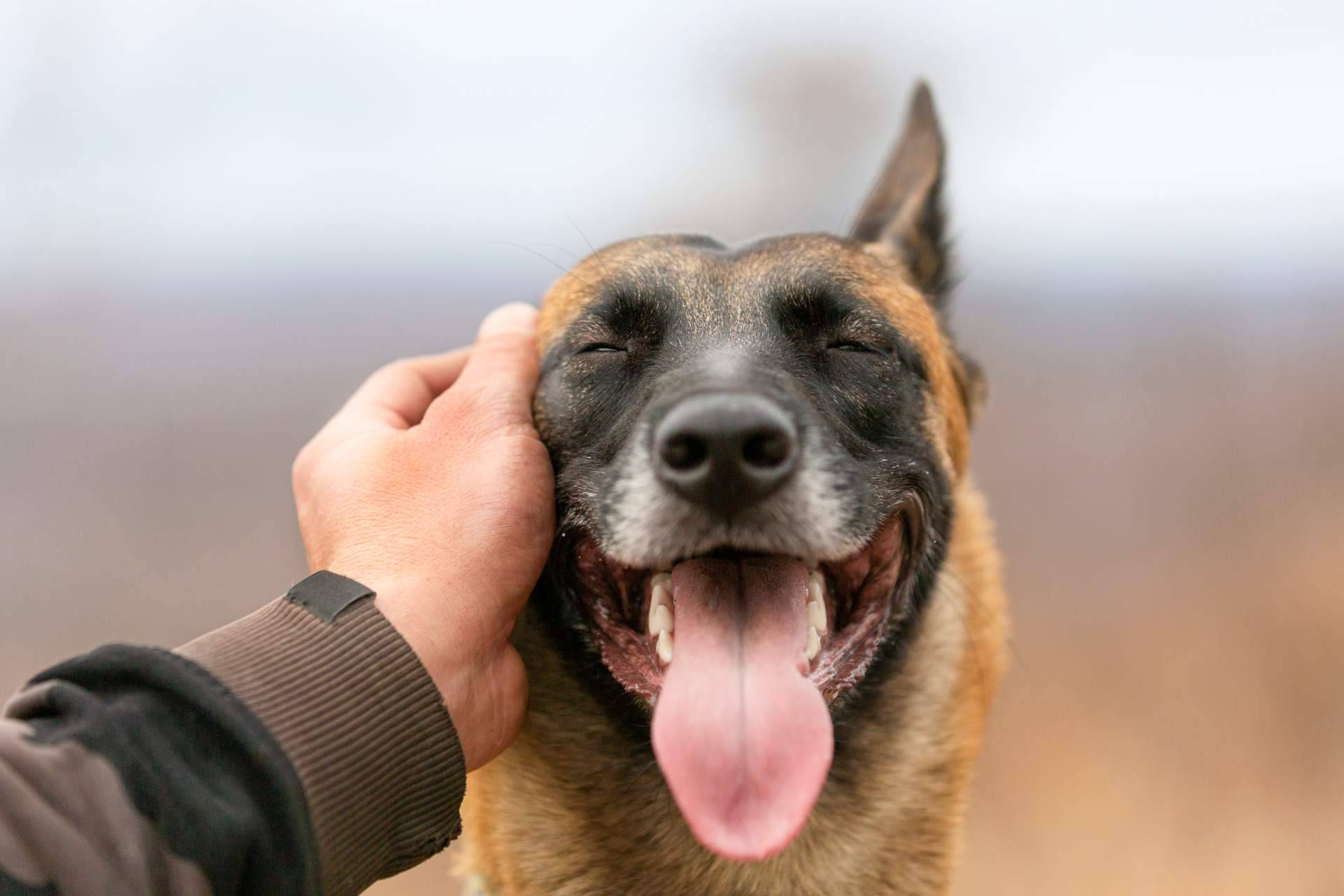 Aspectos a tener en cuenta antes de esterilizar a un perro