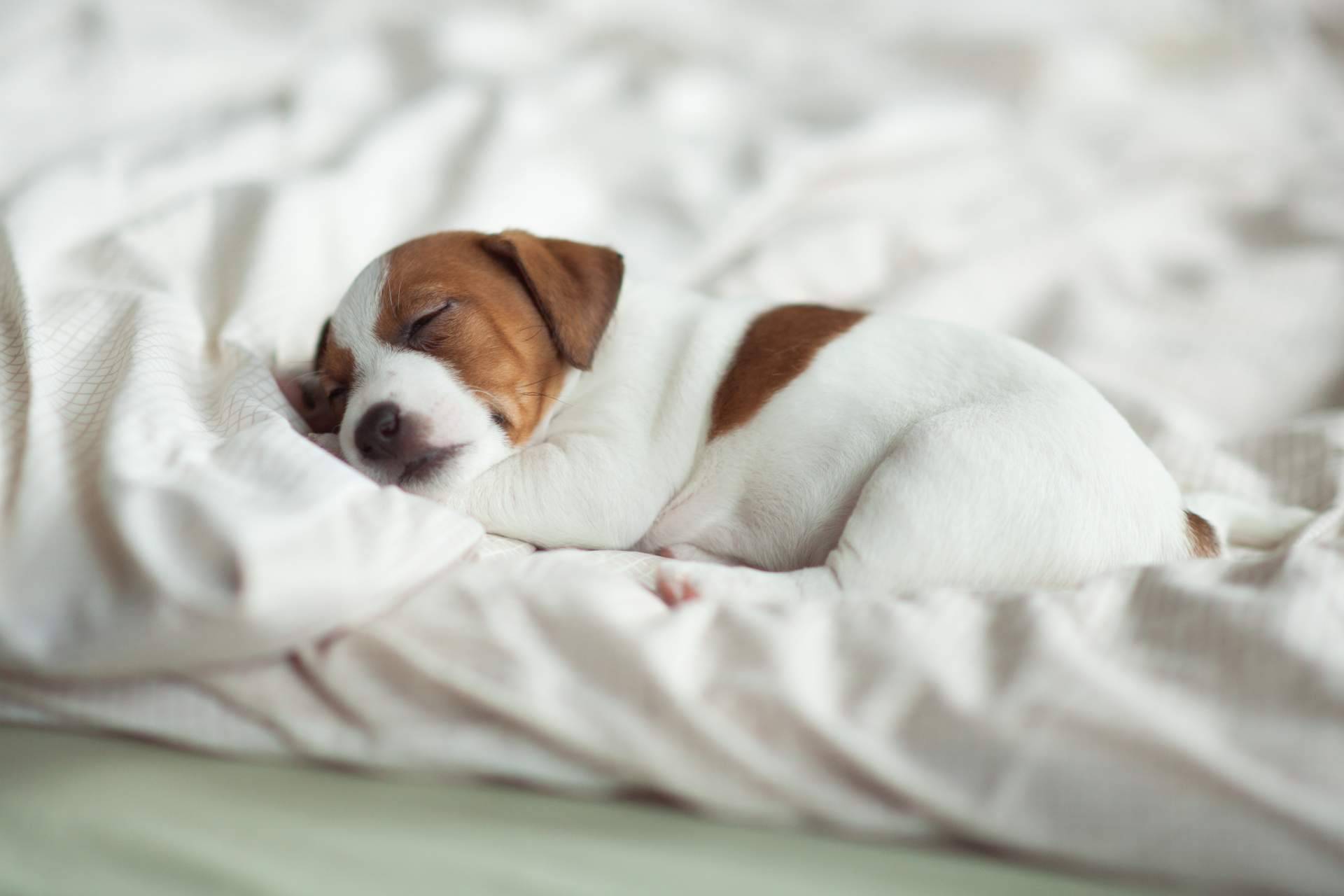 La tienda 101 Cachorros indica cómo elegir la raza de cachorro perfecta