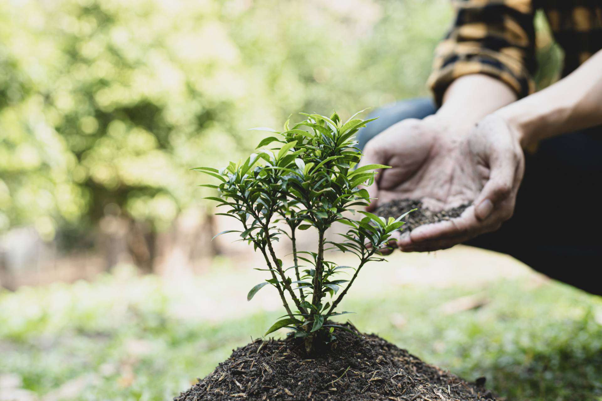 La iniciativa que se une a la colaboración con las víctimas de la guerra Ucrania, mediante el cuidado del medioambiente, apadrinar un árbol