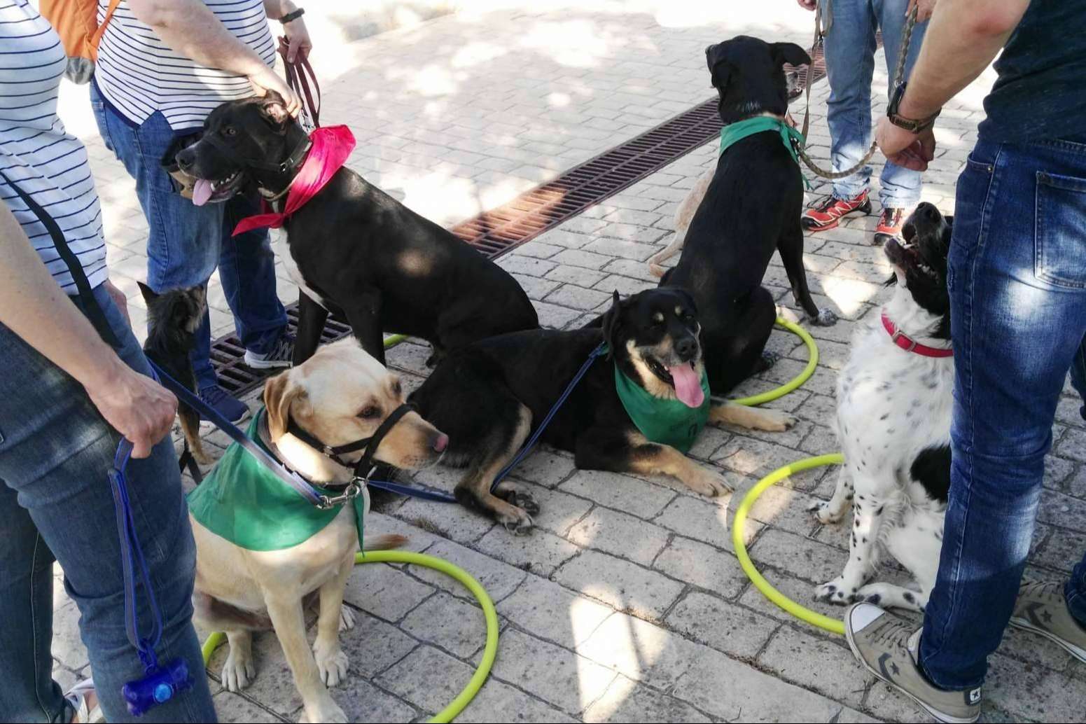 La Asociación Española de Perros de Apoyo ayuda a mejorar la relación entre perros y humanos con el adiestramiento canino