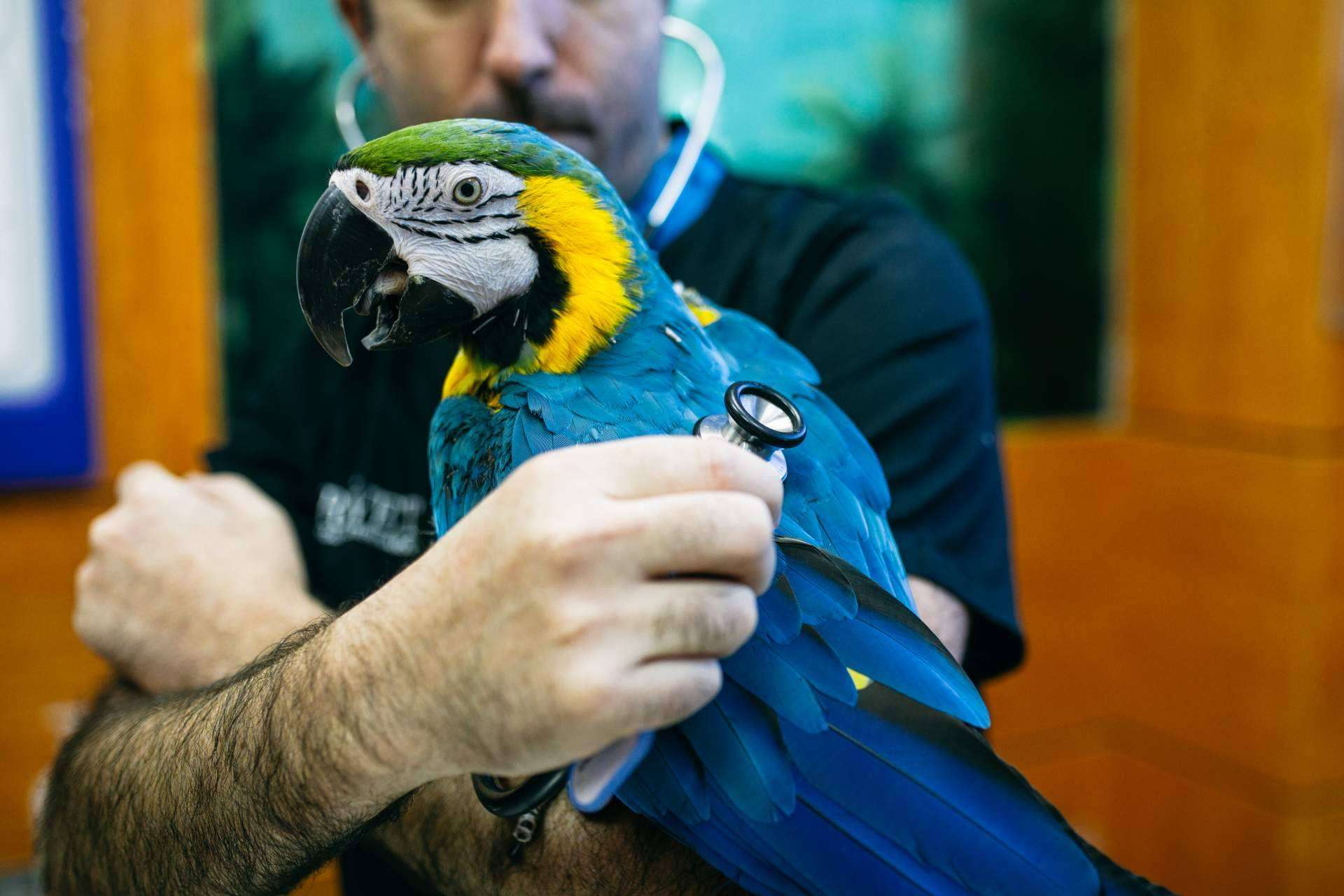 ¿Dónde se atienden las dudas sobre la vacunación en cualquier especie animal? Hospital Veterinario El Bosque