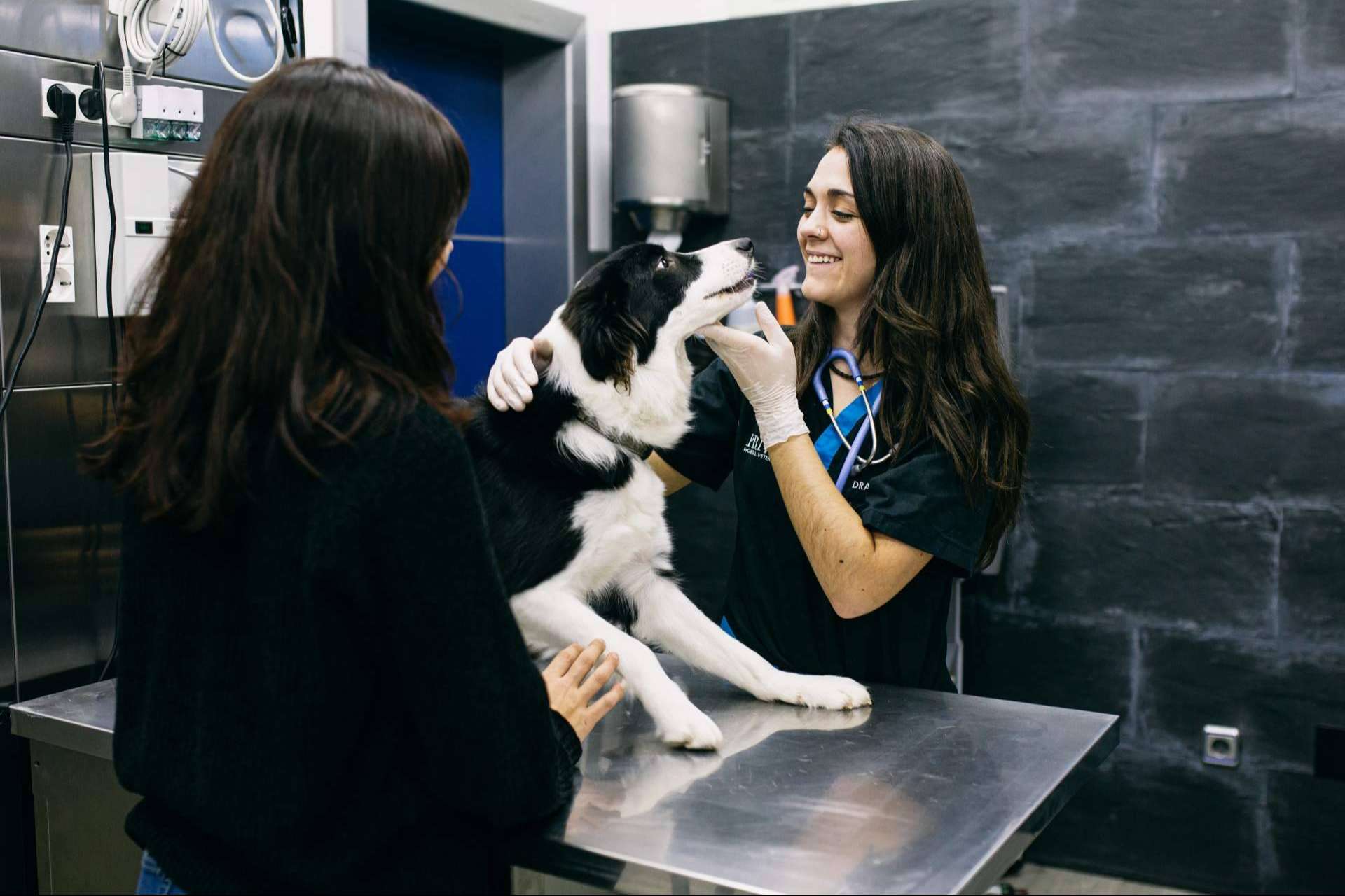 El Hospital Veterinario El Bosque se moviliza para ofrecer ayuda a los animales de Ucrania