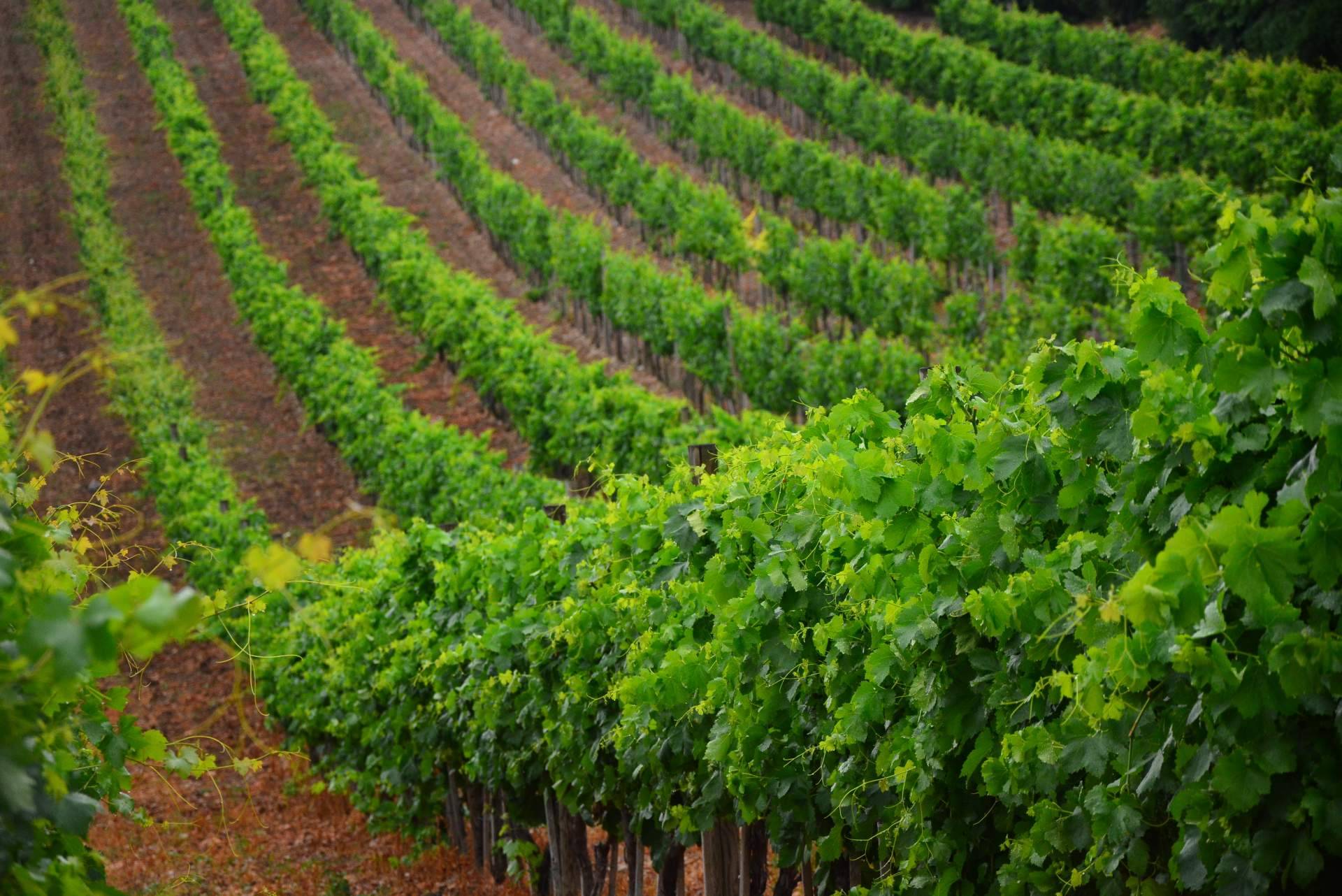 El Vino Pedro Ximénez ecológico es una elaboración única en el sector vinícola a cargo de Bodegas Robles