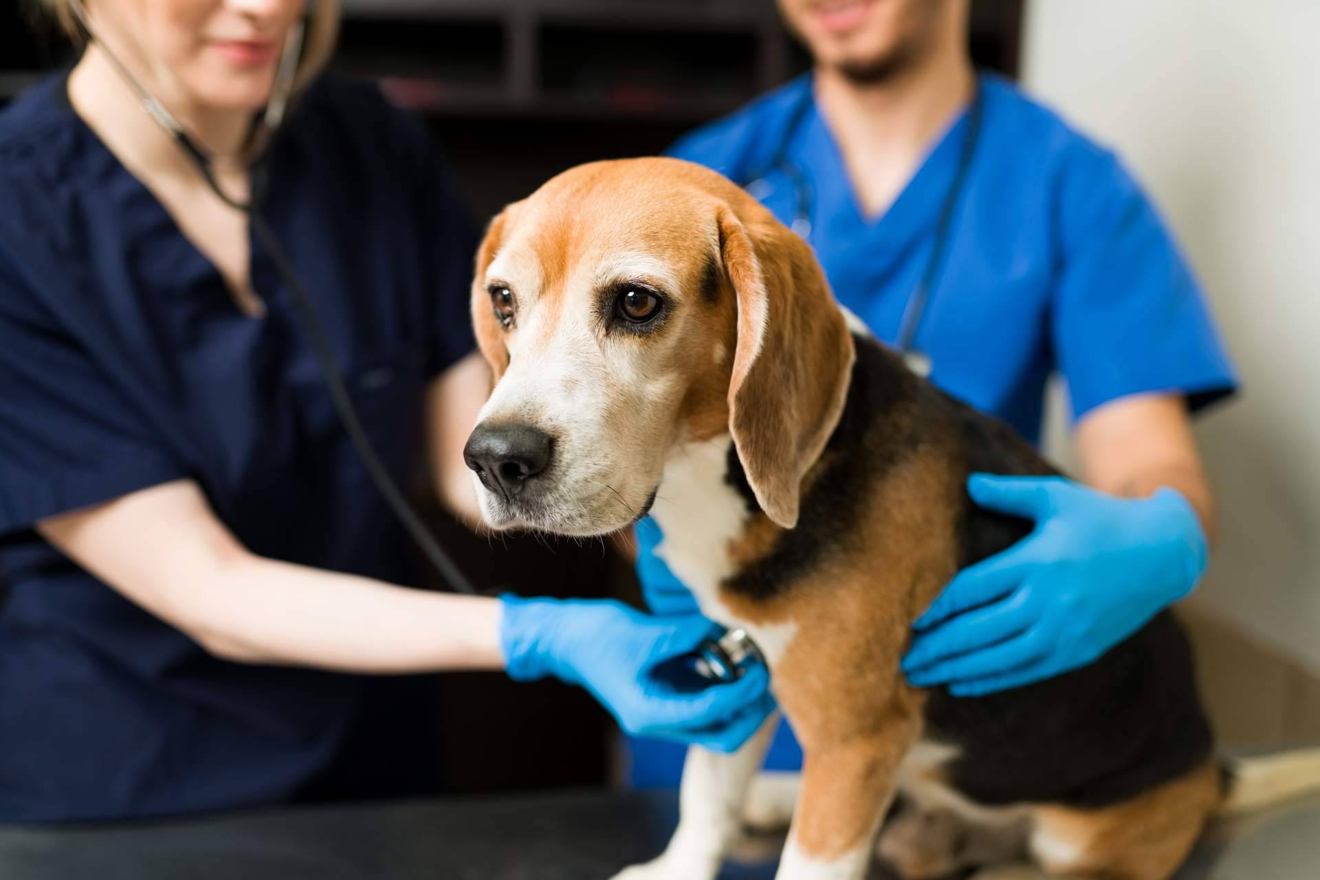 Contratar un seguro veterinario es muy importante