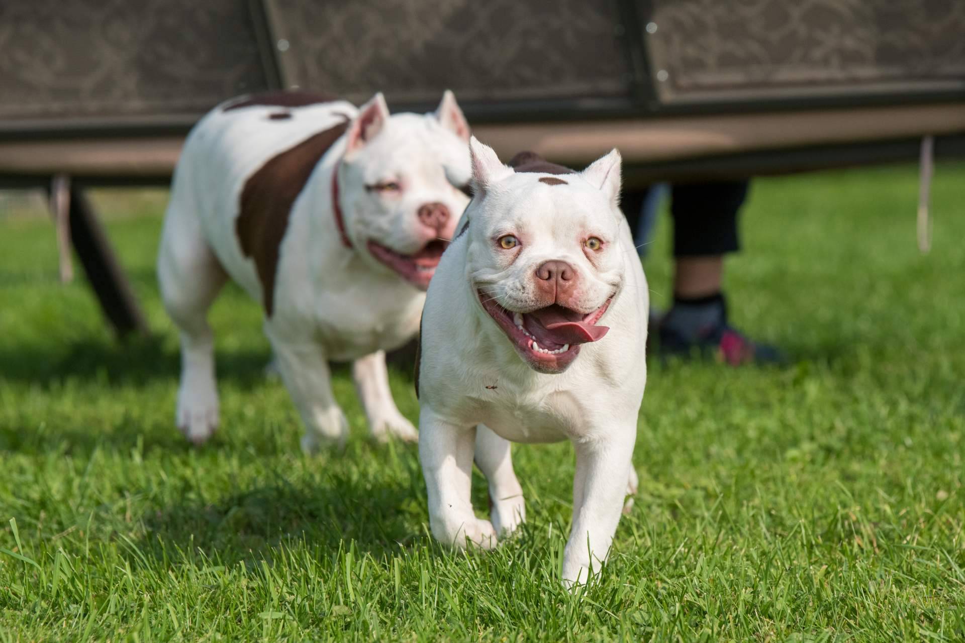 Cachorros de razas de linaje puro y criados en familia de la mano del criadero de perros Cachorros del Valle