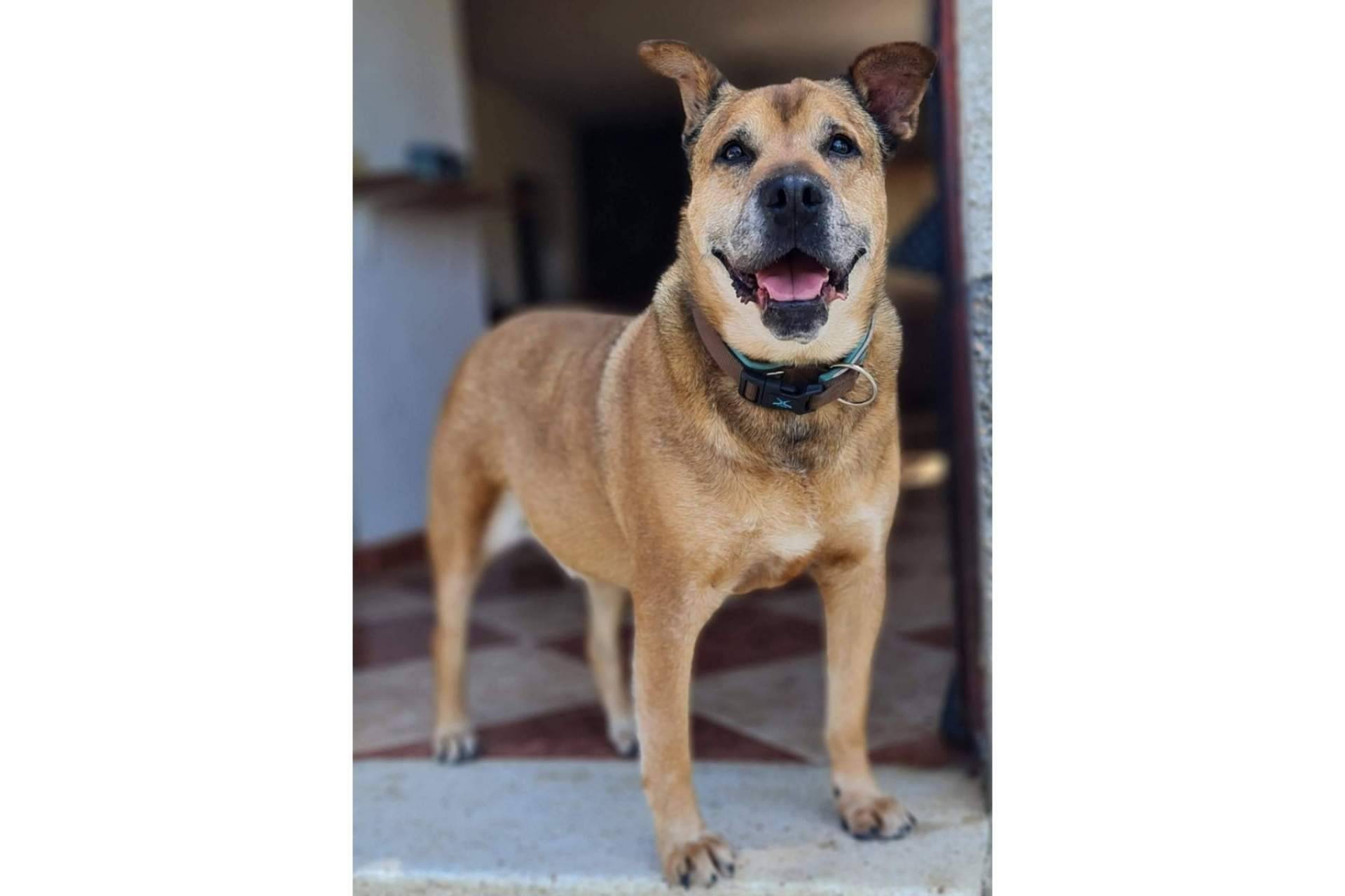 Guardería canina de día para la temporada de verano, con PERROBUENO