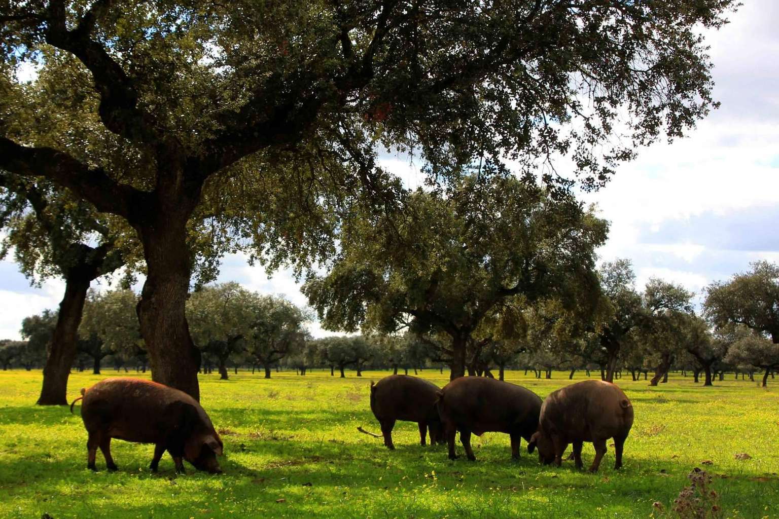 País de Quercus dispone de carne de ibérico saludable de la dehesa, ácido oleico y salud cardiovascular