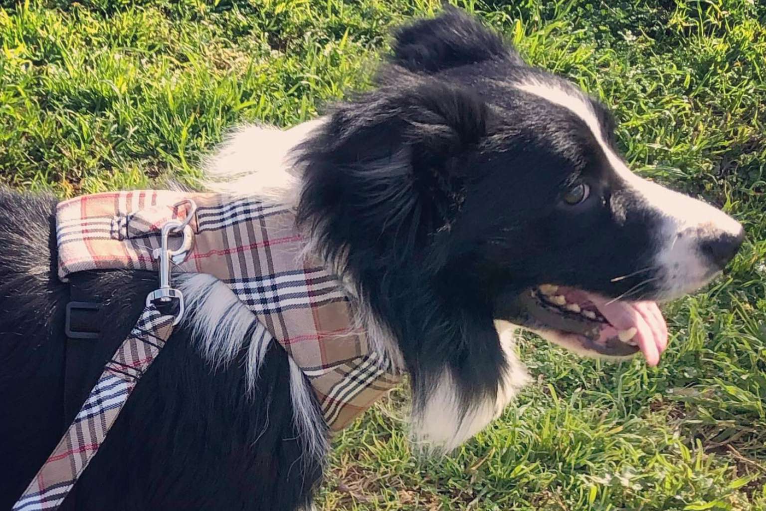 La nueva tendencia de los complementos para mascotas, de la mano de la tienda online Izaladog
