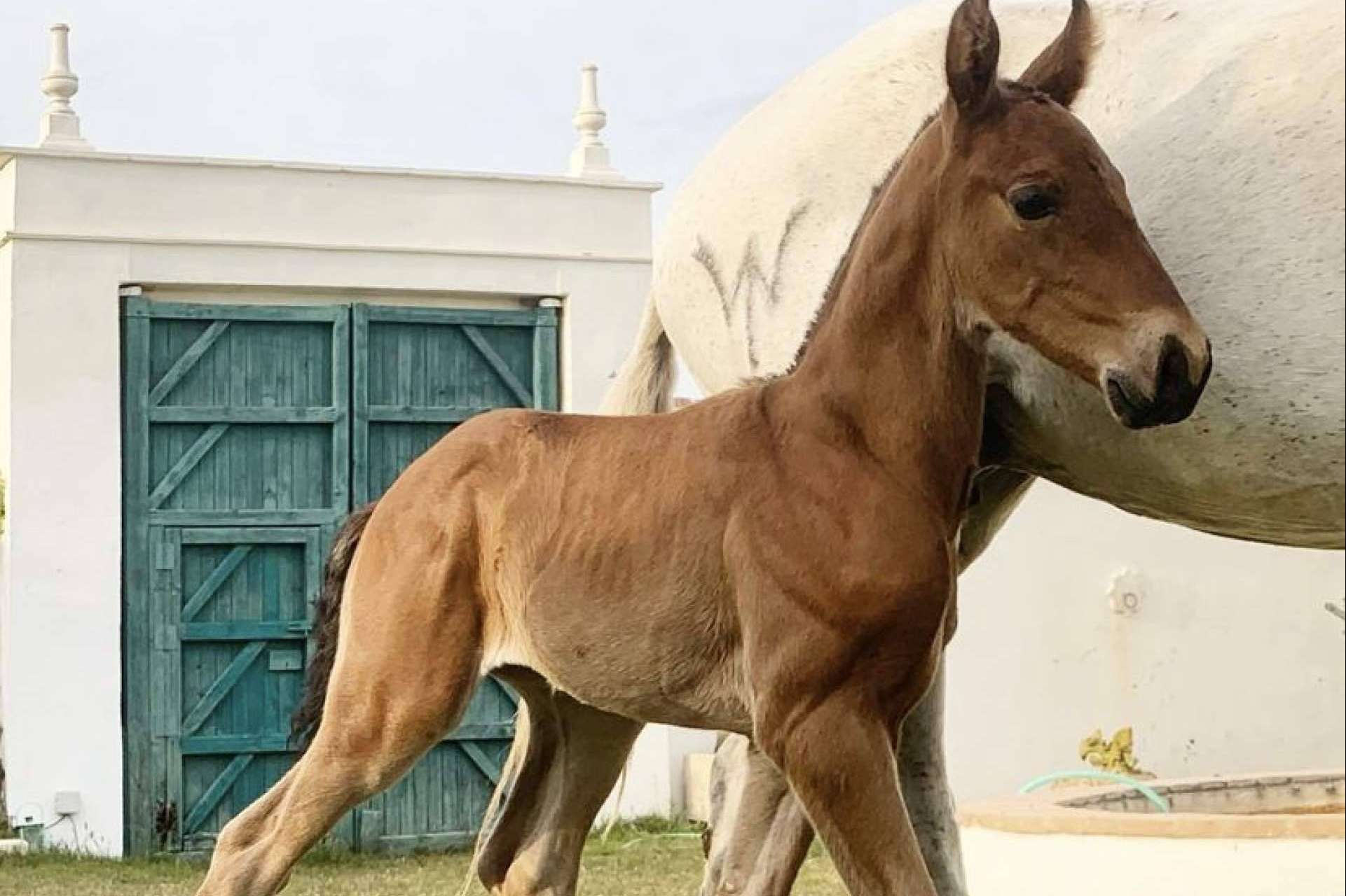 Los caballos PRE en venta unos animales elegantes y resistentes de Yeguada La Pajarita