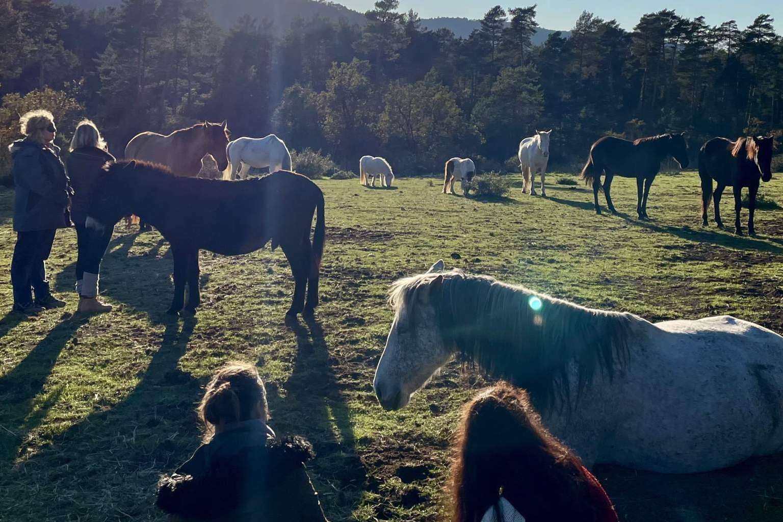 Aura, una escuela de formación especializada en acompañamiento asistido con caballos en libertad