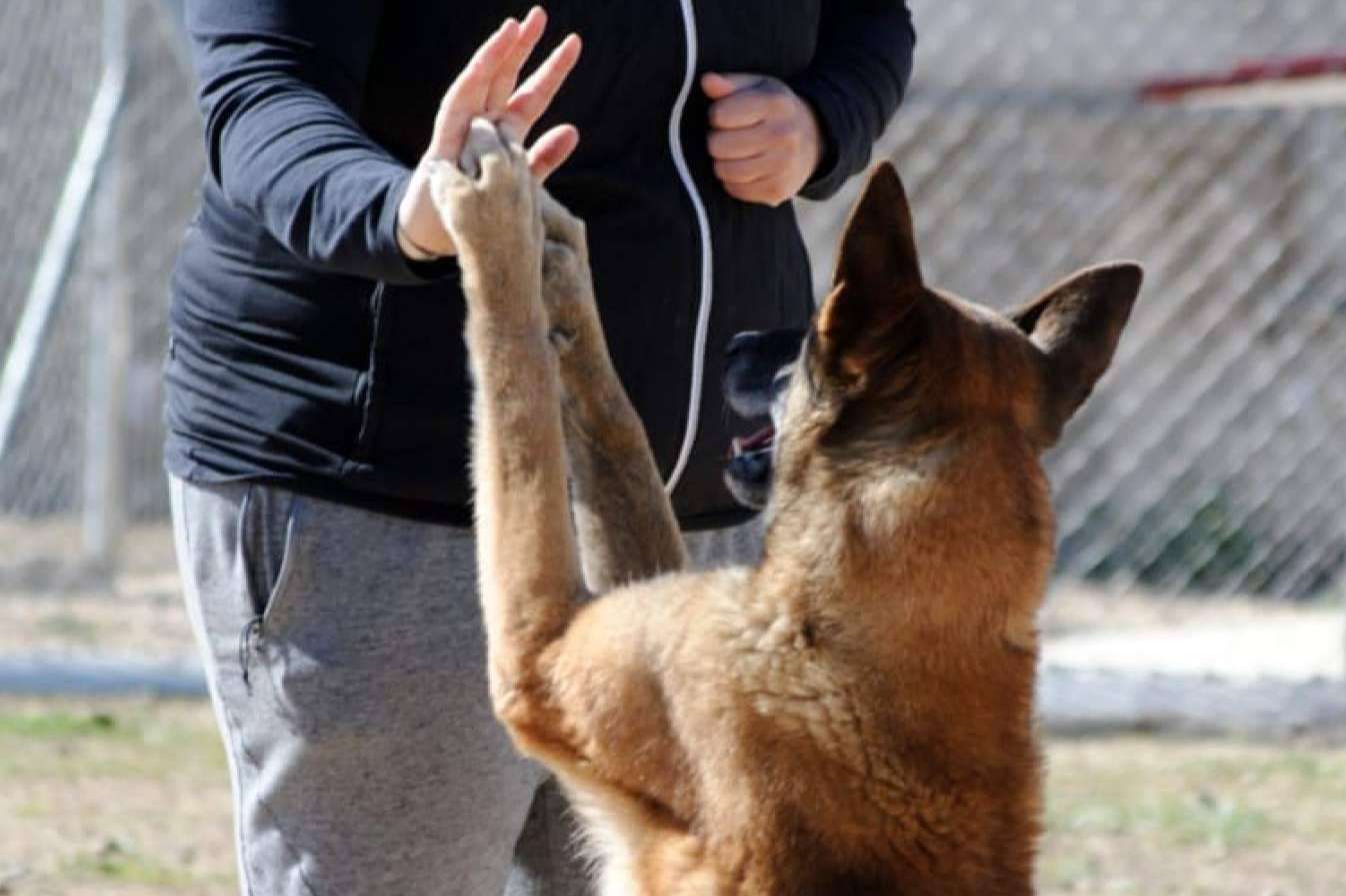 Perros de apoyo emocional, con AEPA