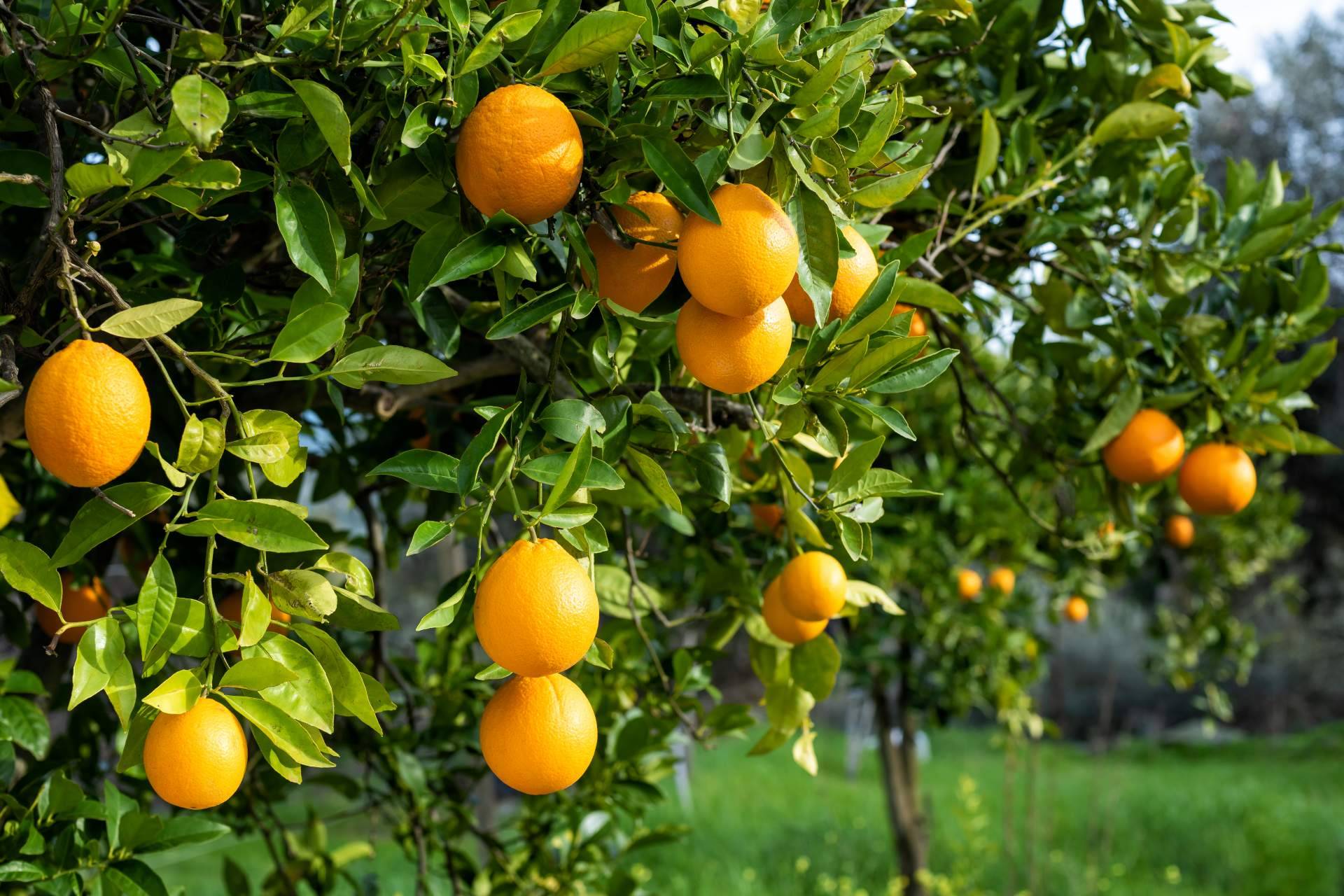 La naranja, un buen potenciador del bronceado natural para el verano, según Sabor a Naranjas