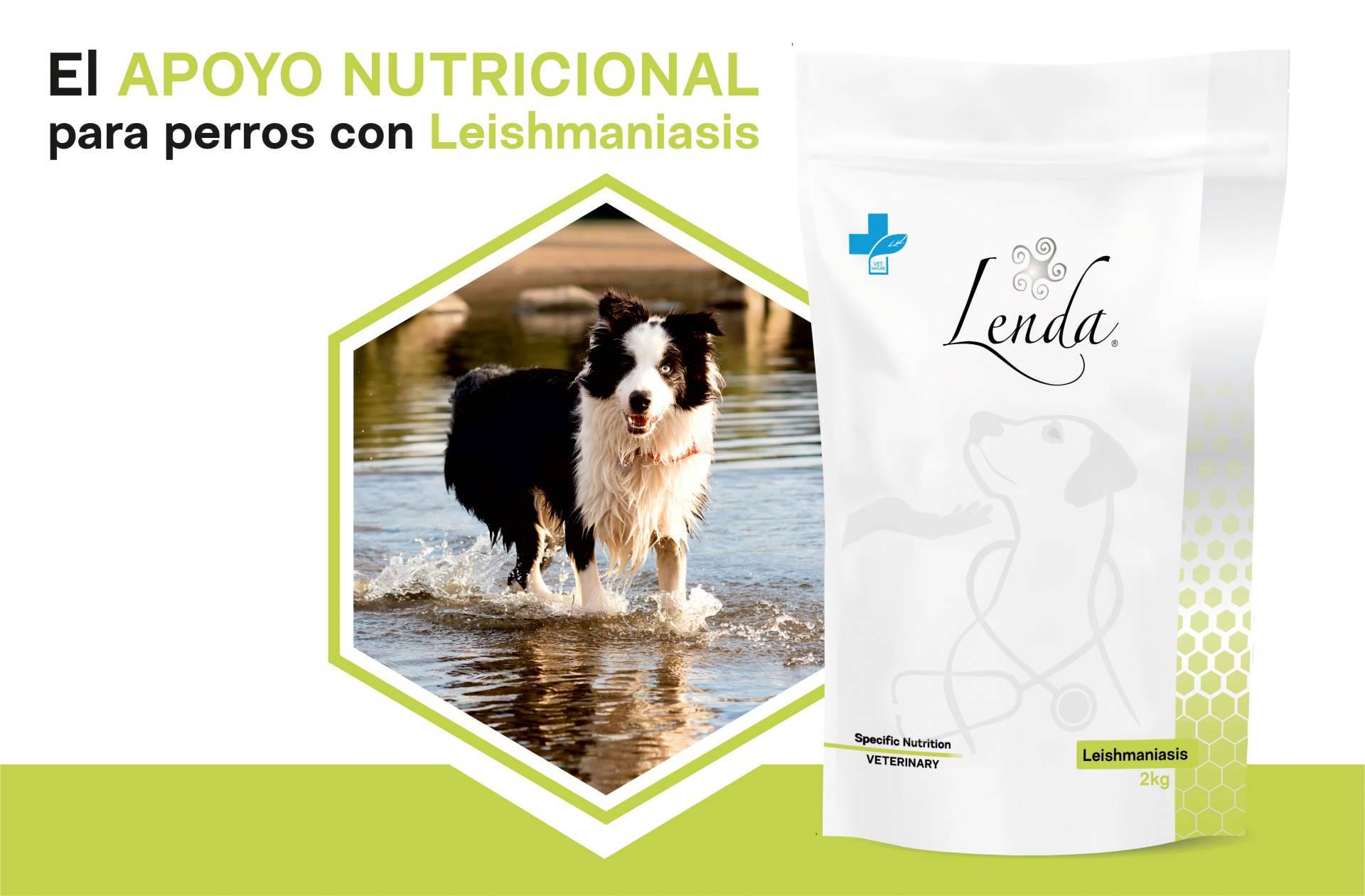 Cuáles son los síntomas de la leishmaniasis en perros y cómo prevenirla