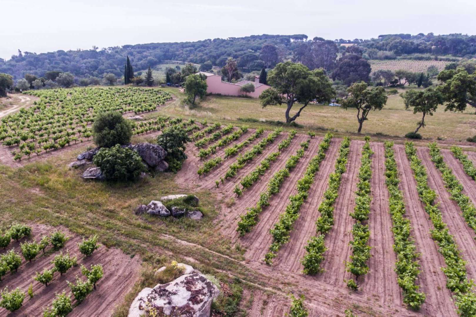 Celler Viníric, Calonge tierra de vinos