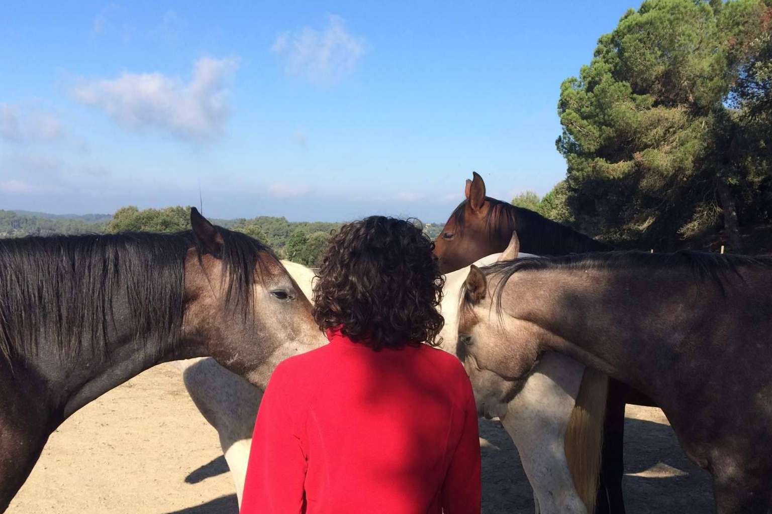 ¿Qué es la PNL asistida con caballos en libertad?, por Aura