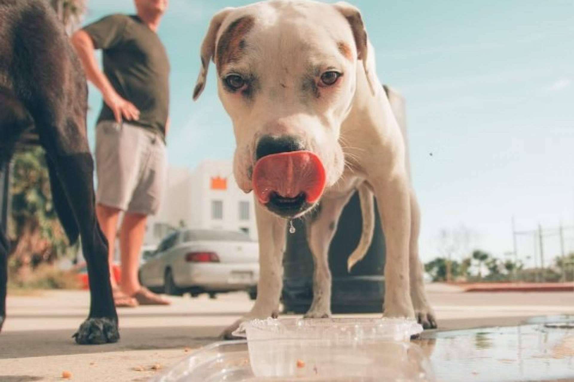 La Asociación Española de Perros de Apoyo explica cómo evitar un golpe de calor en los perros