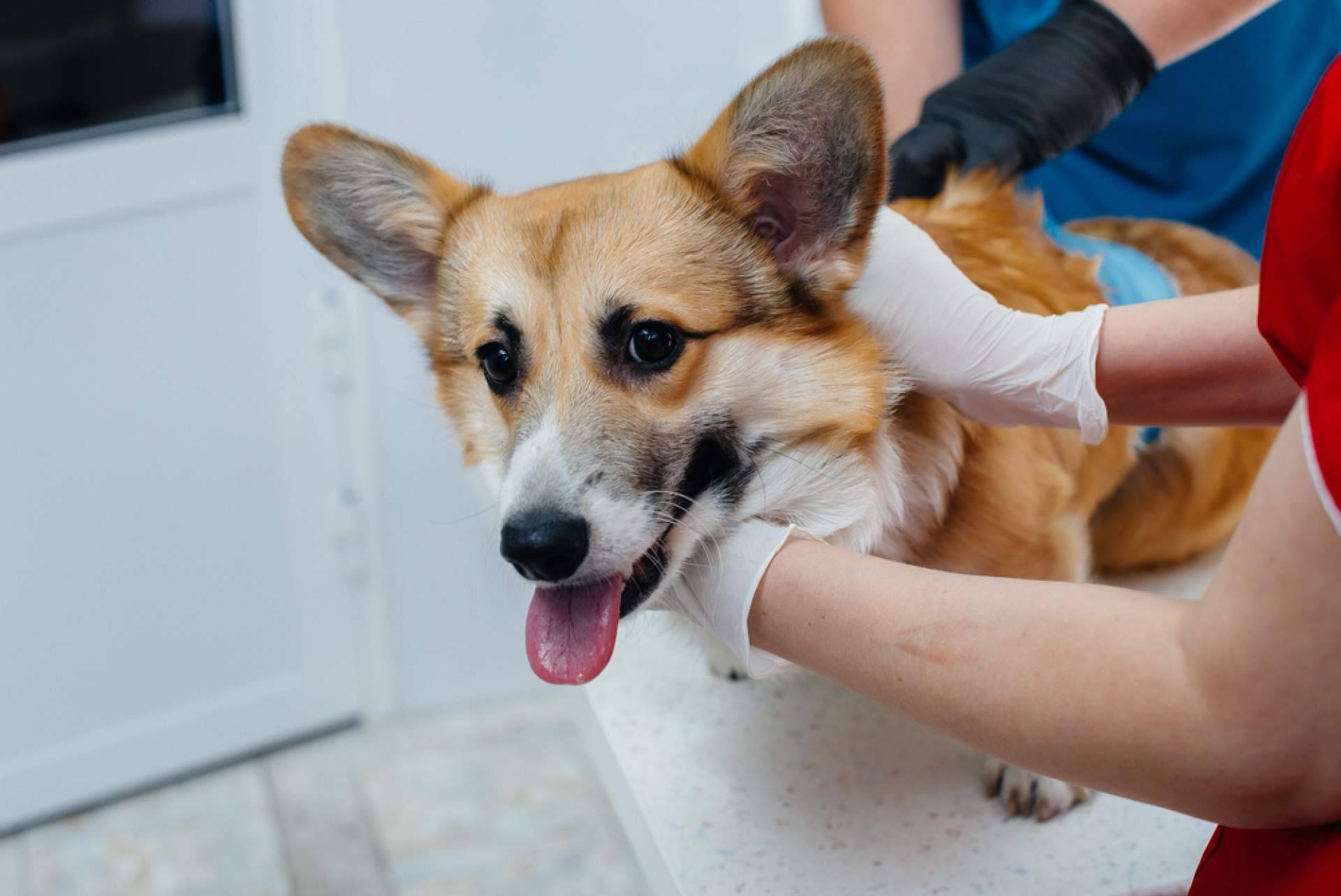 VetFormación ofrece cursos de Auxiliar Veterinario