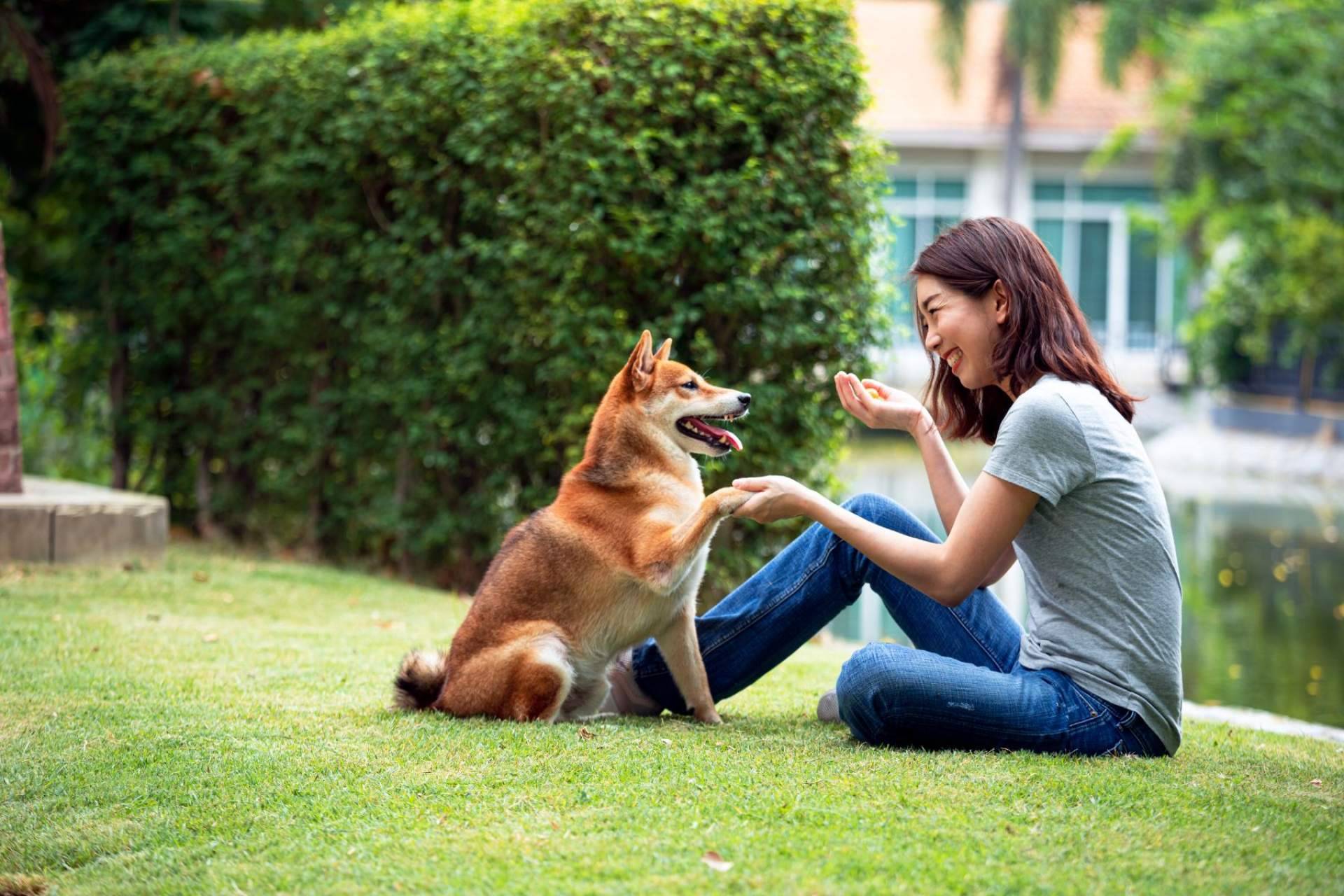 Trabajar el comportamiento de los animales de compañía con refuerzo positivo, de la mano del equipo de Antrozoología