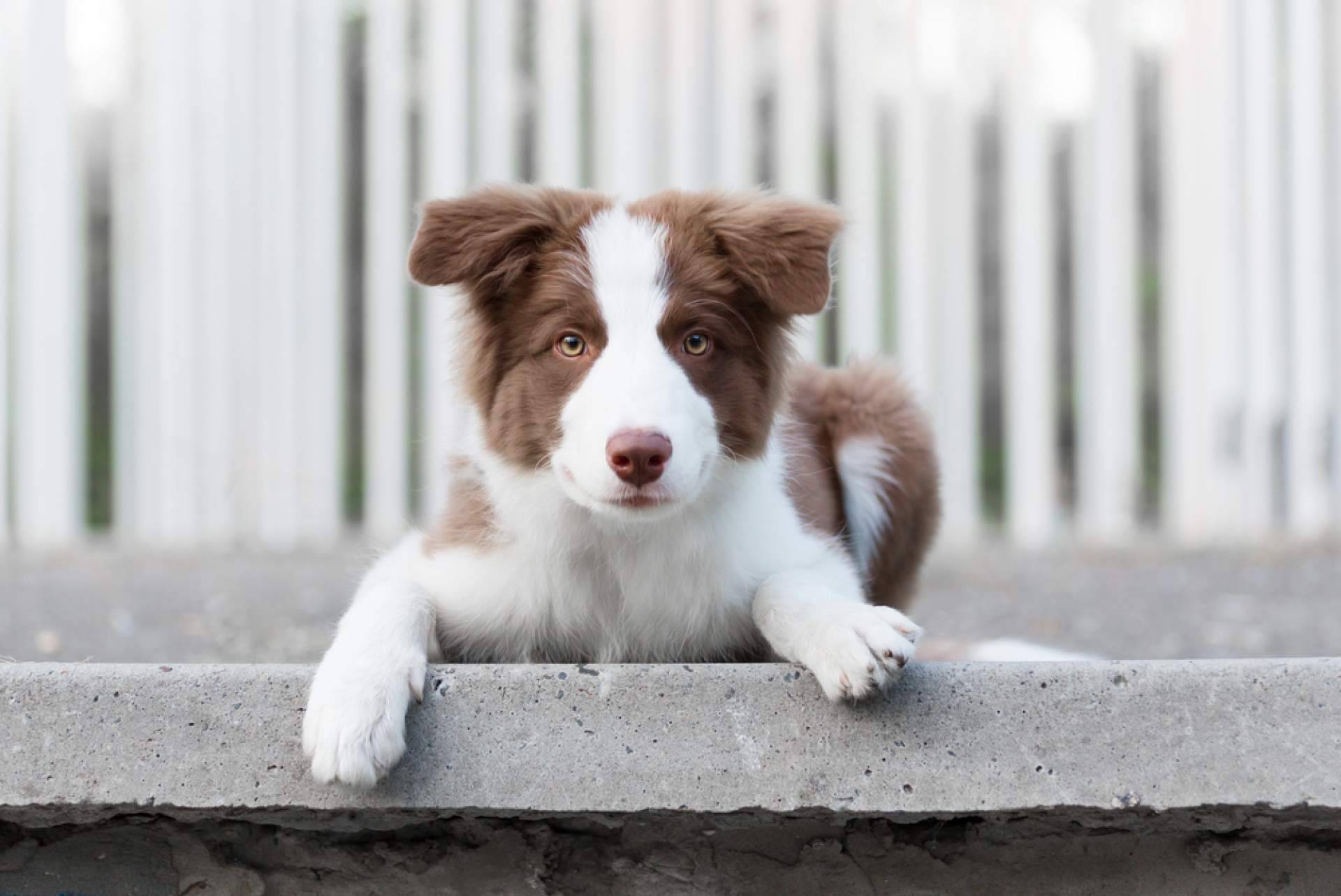 Todo lo que hay que saber para cuidar de un cachorro, por tiendacachorro.es