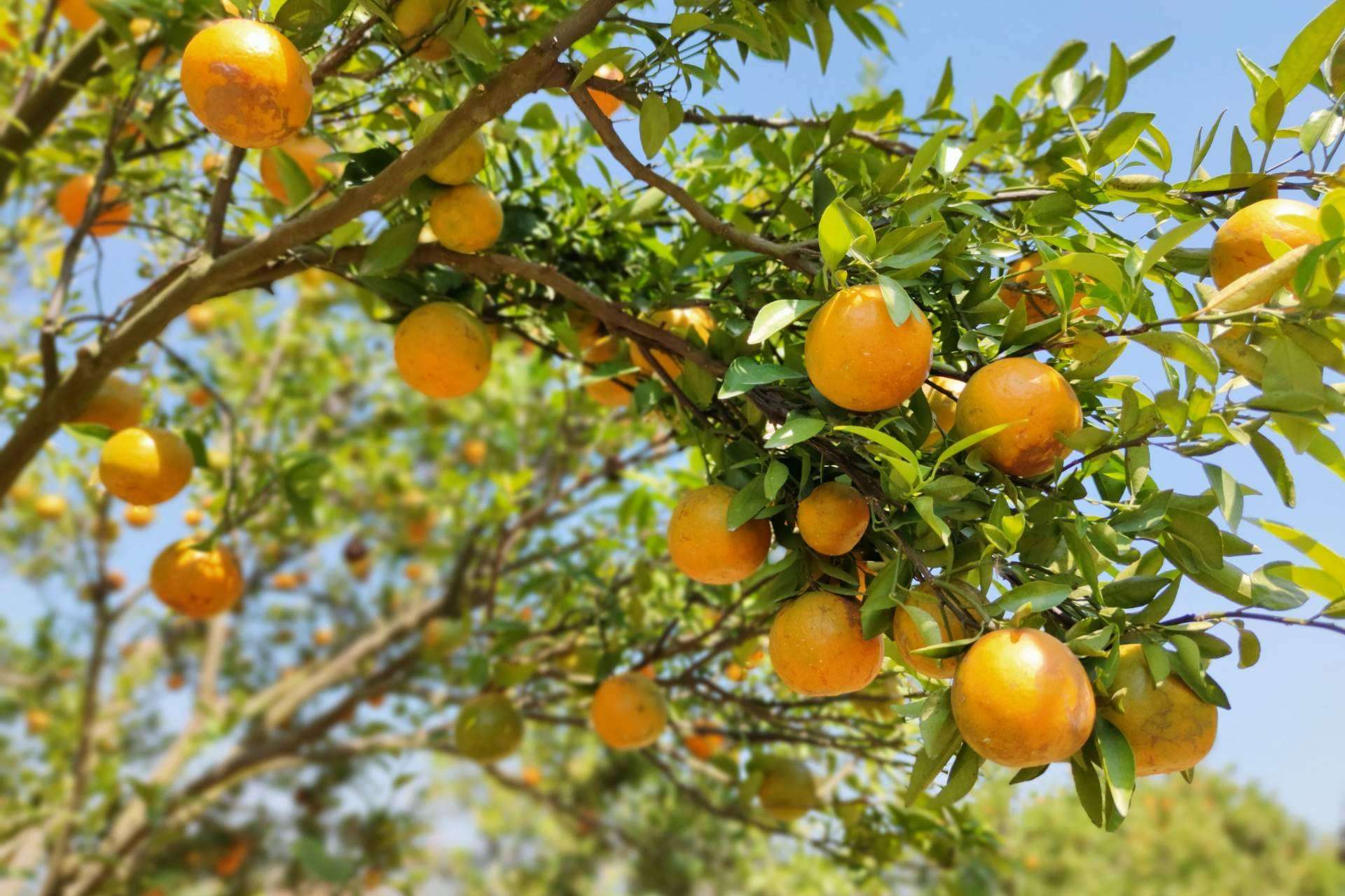 ¿Qué es el etiquetado Nutri-Score? por Sabor a Naranja