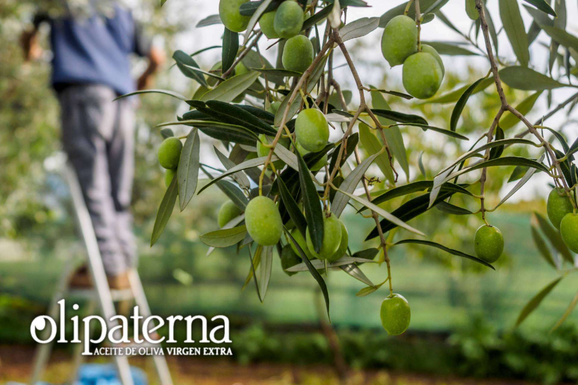 Olipaterna, empresa que elabora y comercializa AOVE, participa en la Feria Internacional Abanca Semana Verde