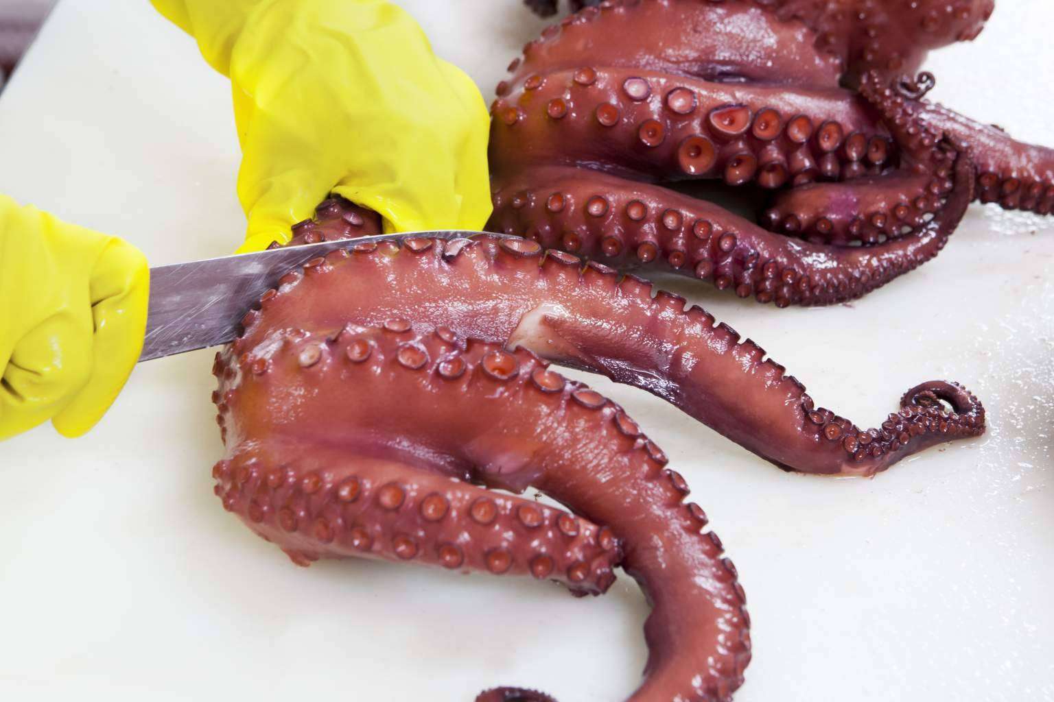 Comprar marisco congelado y de buena calidad en Mariscos Apolo
