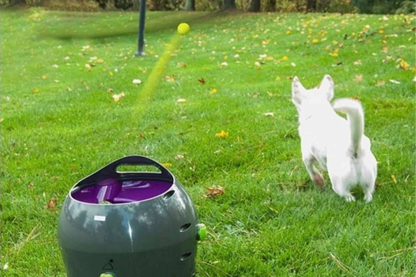 Juguetes para perros, de la mano de Lucas & Lola