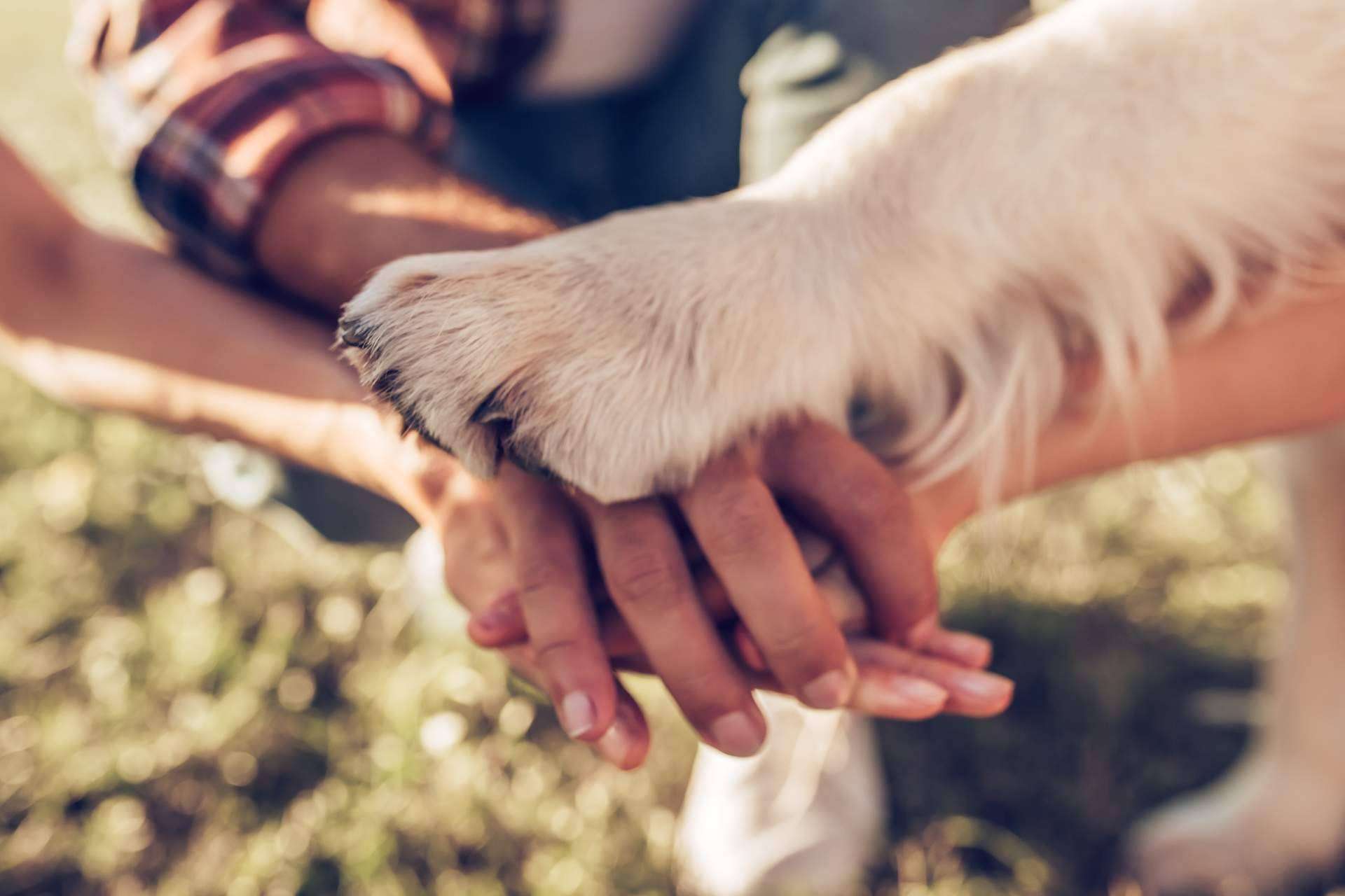 Entender el comportamiento de los animales de compañía es esencial para mejorar la convivencia con ellos