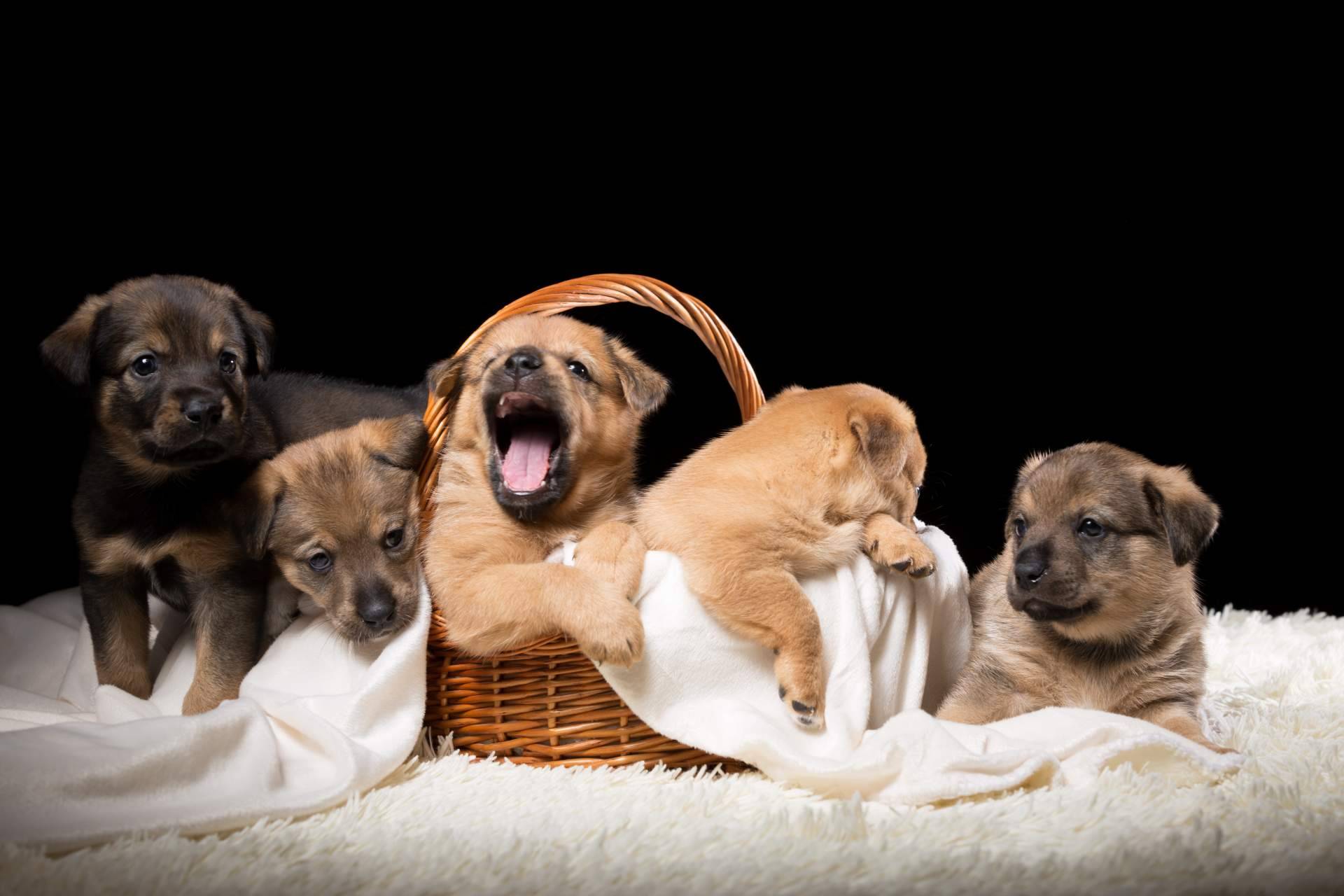 La salud de los cachorros es un tema fundamental en los criaderos responsables como Cachorros del Valle