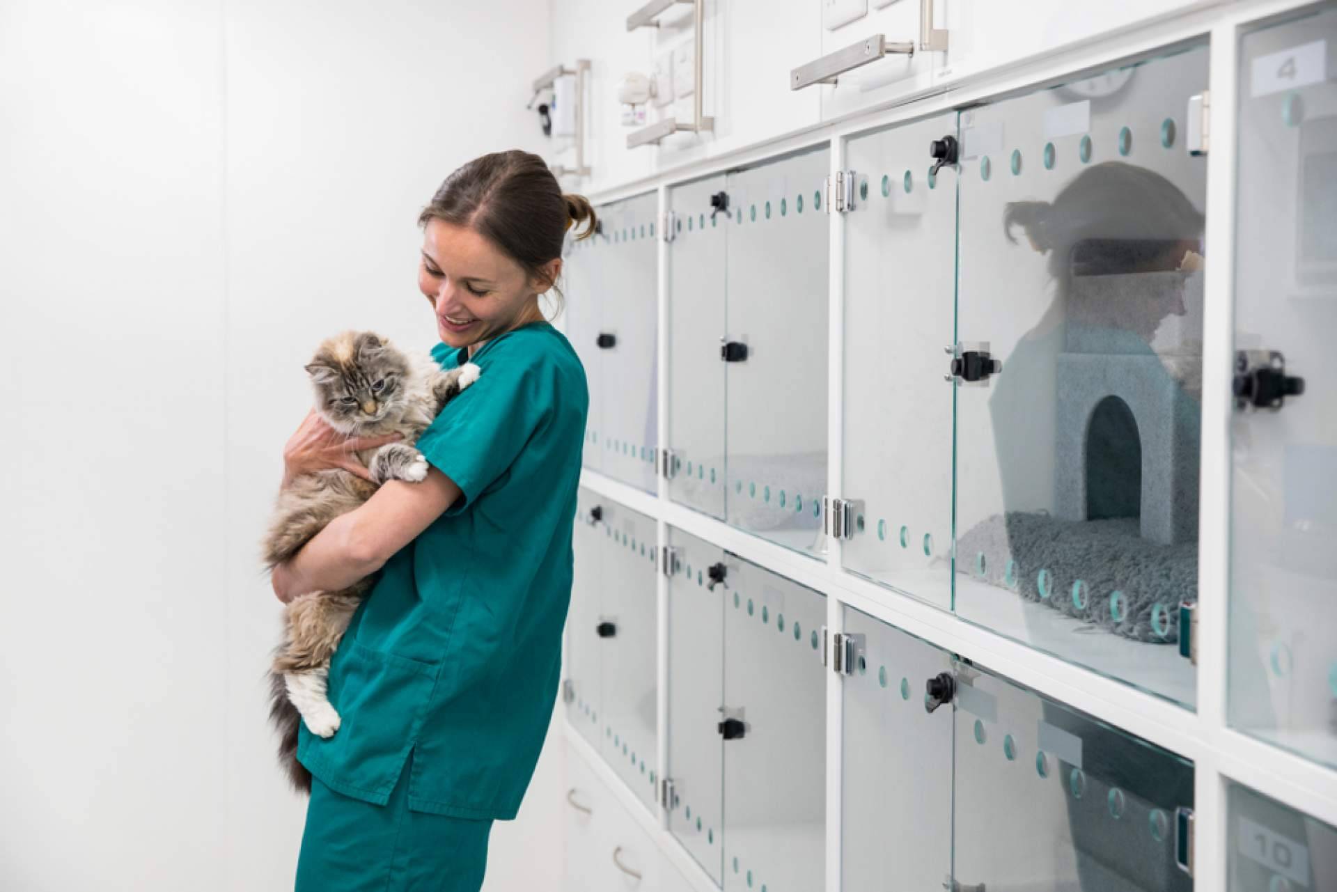 ¿Por qué aparece la fiebre en los gatos?