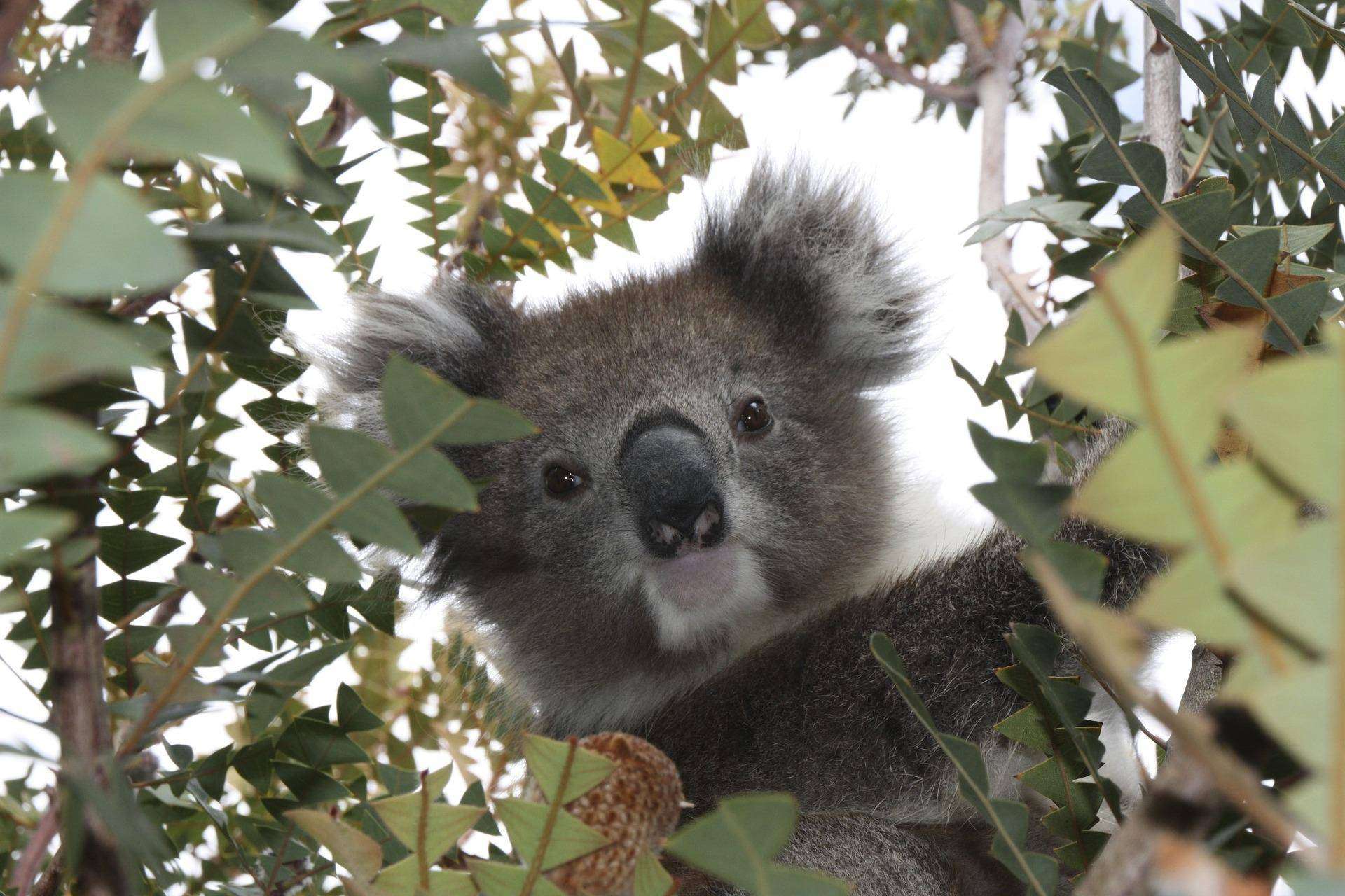 Australia Study España indica qué visado se necesita para viajar y estudiar en Australia