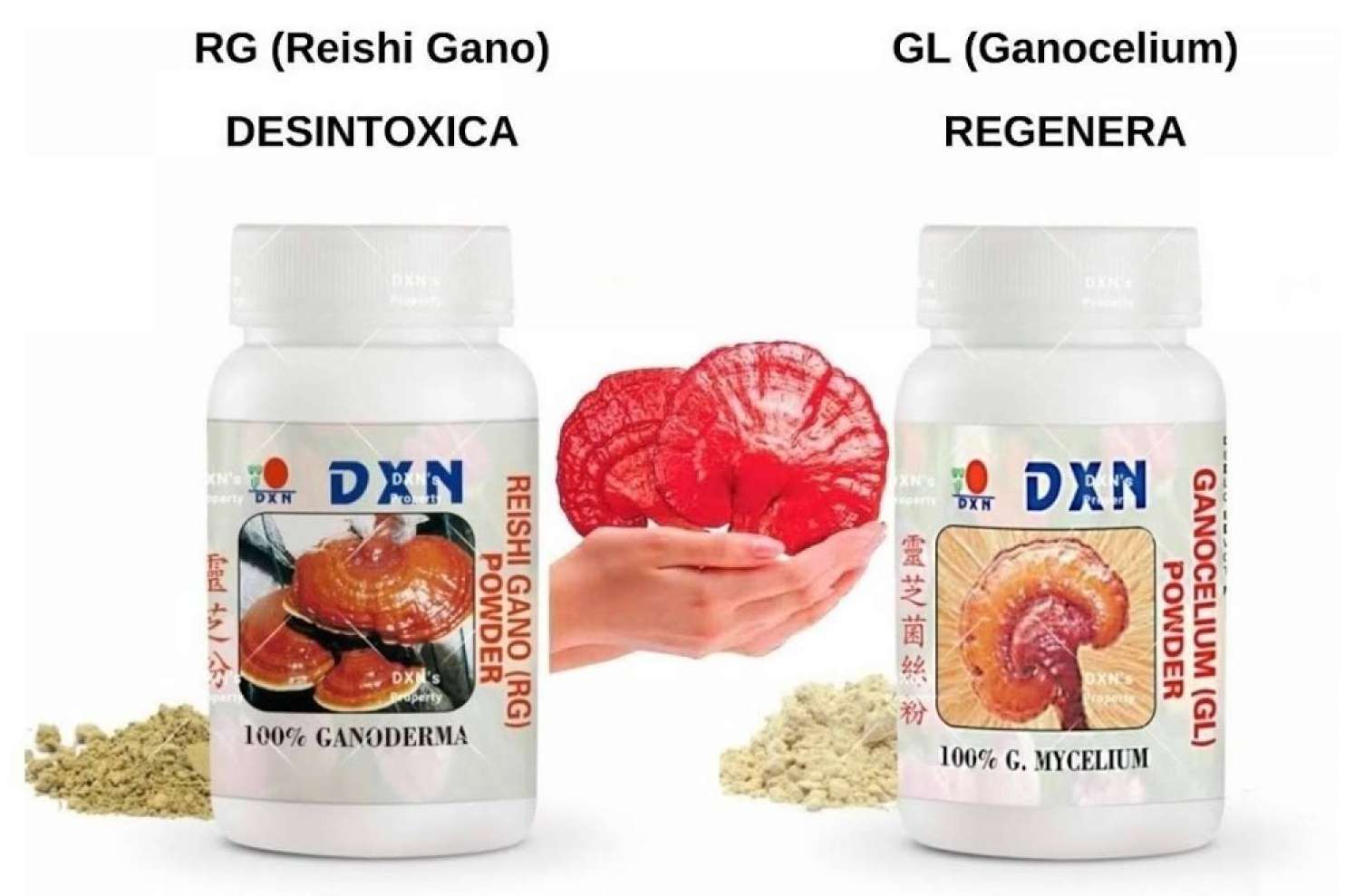 La Tienda de Cristóbal expone las principales propiedades de Ganoderma Lucidum para mejorar la salud