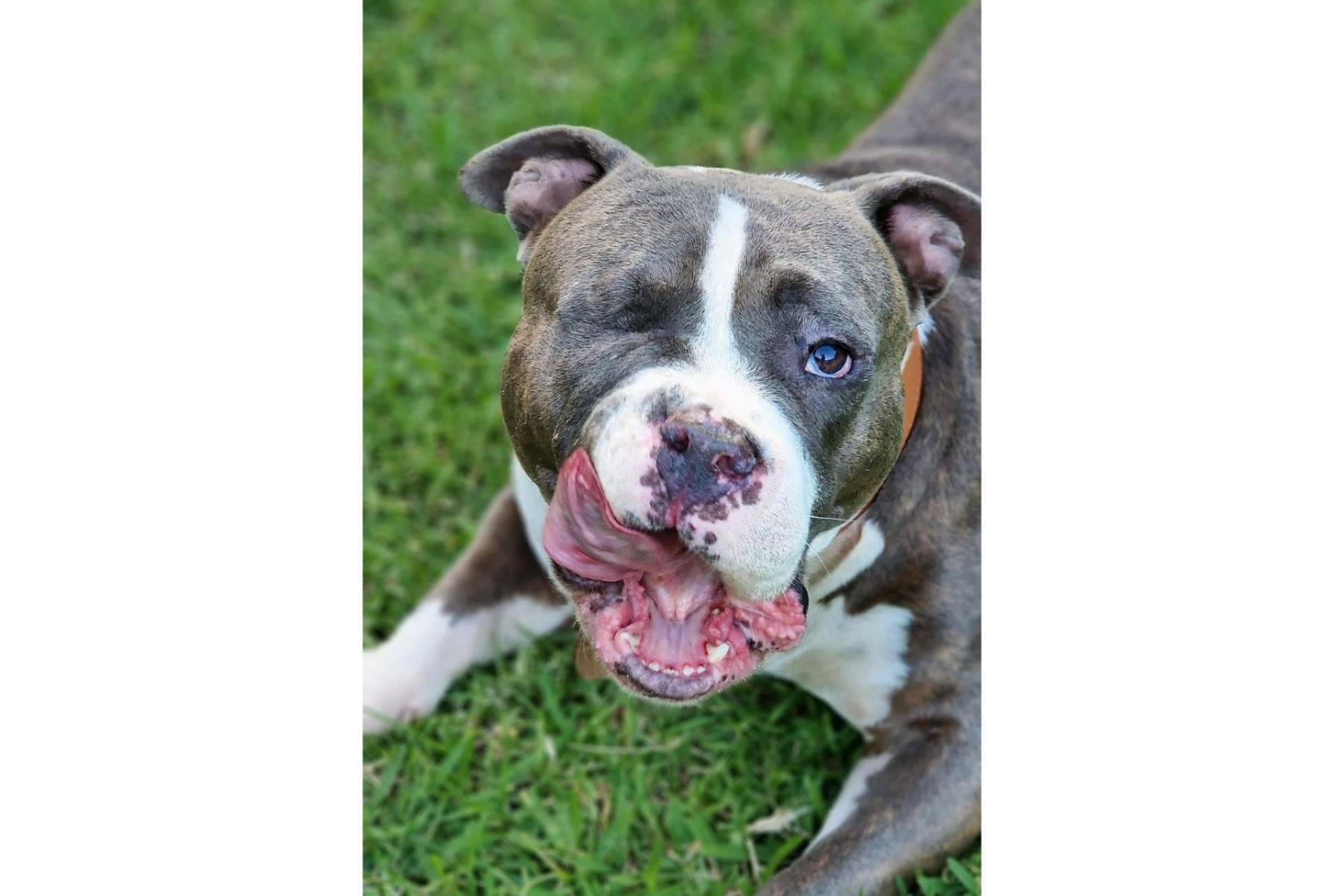 ¿Dónde encontrar una guardería de día para el cuidado de los perros? PERROBUENO