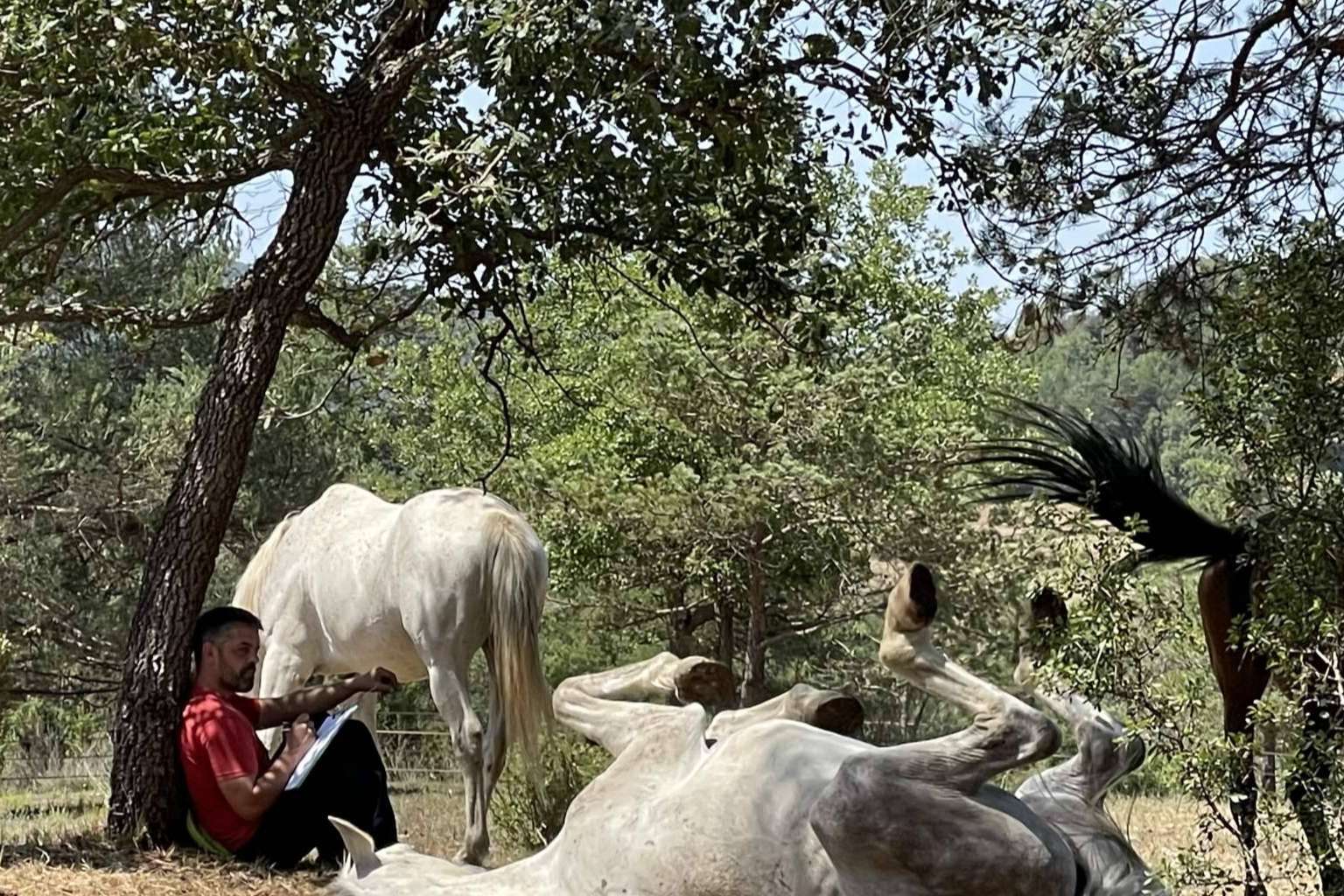 Los beneficios de los caballos libres para el desarrollo de la inteligencia emocional