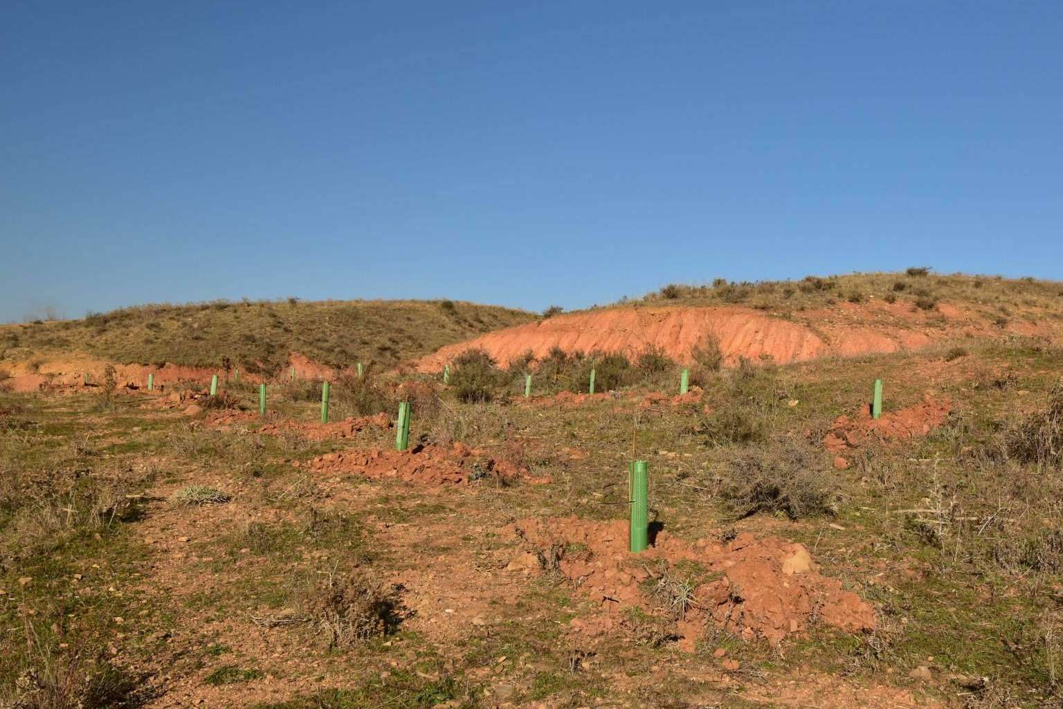 CO2 GESTIÓN, un referente nacional en la creación de bosques sostenibles