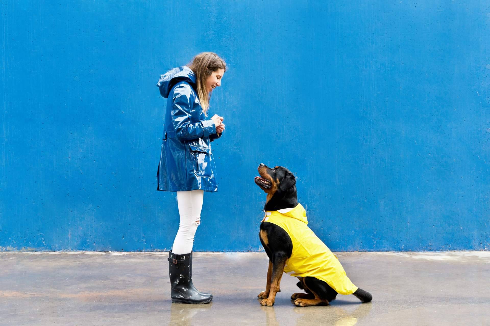 El certificado psicotécnico para la tenencia de animales peligrosos en Madrid, por Centro Médico Attendit