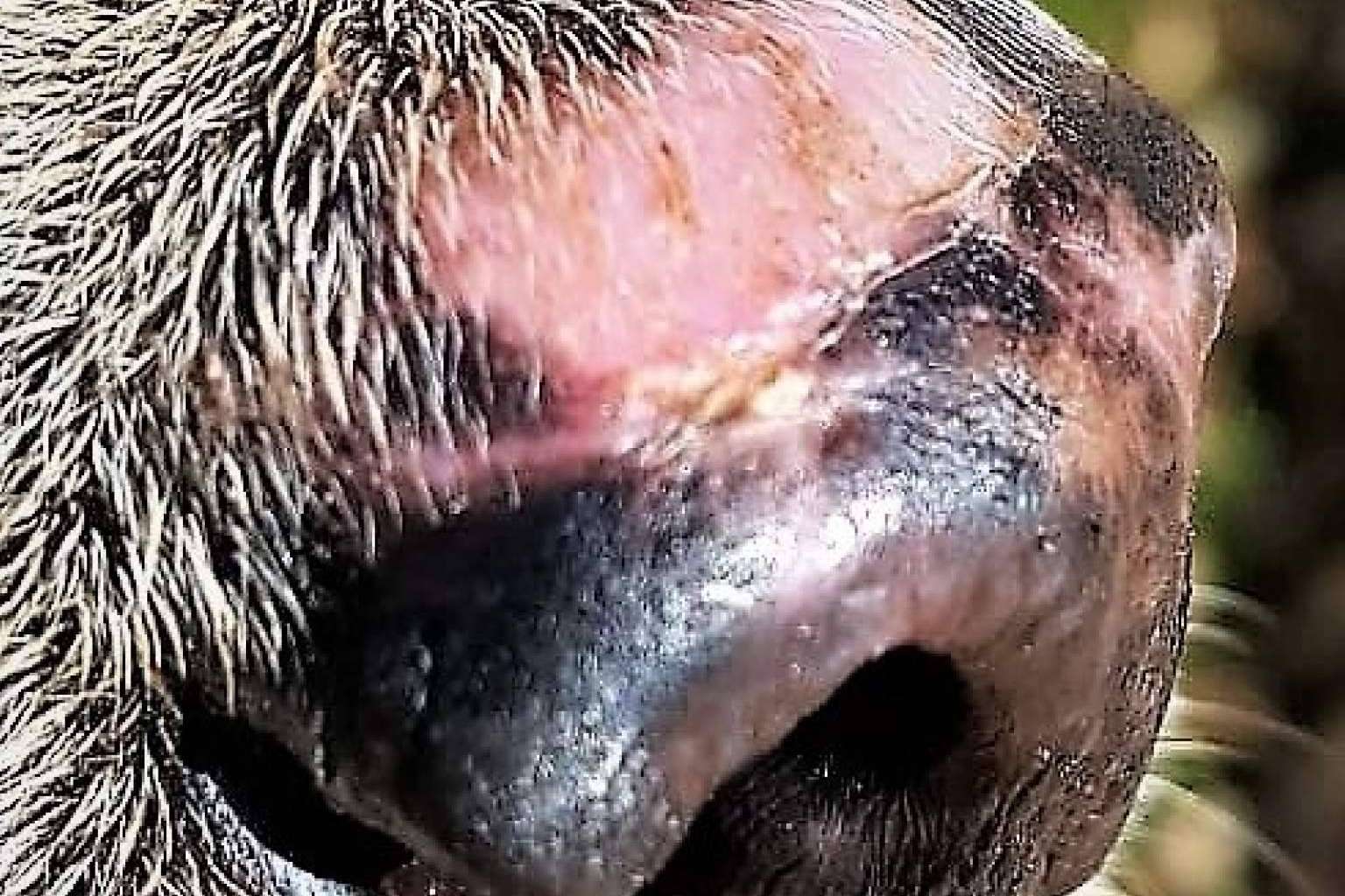 Una garantía de salud y calidad de vida, la ozonoterapia veterinaria