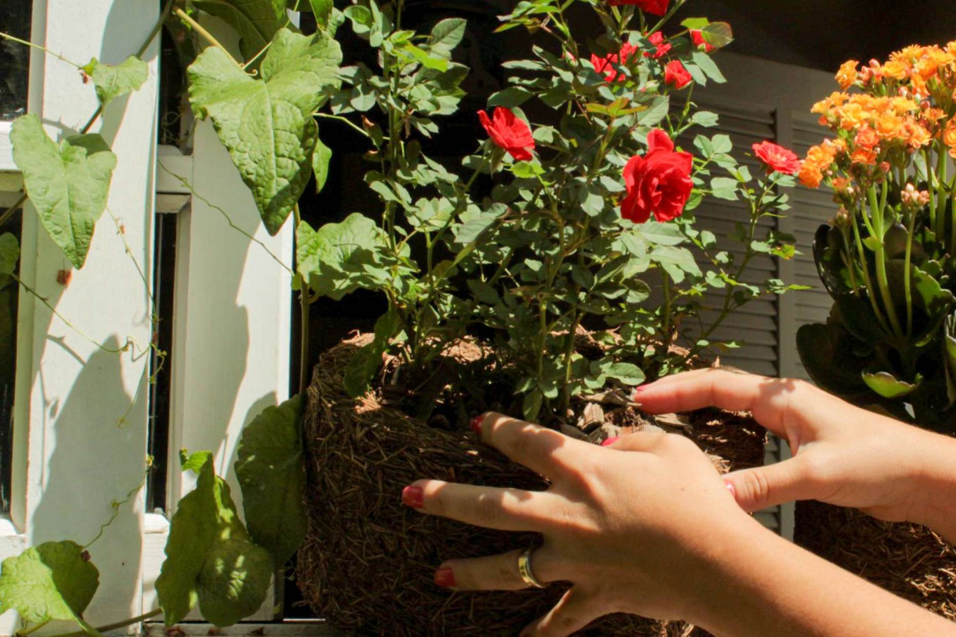 Biosolvit Spain organiza un sorteo de macetas biodegradables para colegios que tengan proyectos eco