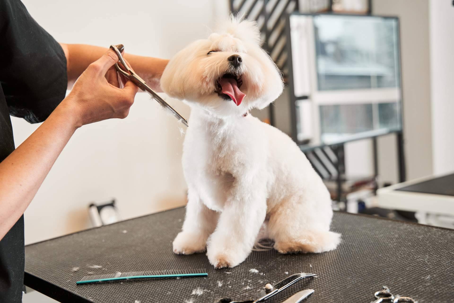 ¿Por qué es importante llevar a la peluquería canina a los perros de pelaje corto y no bañarlos en casa?