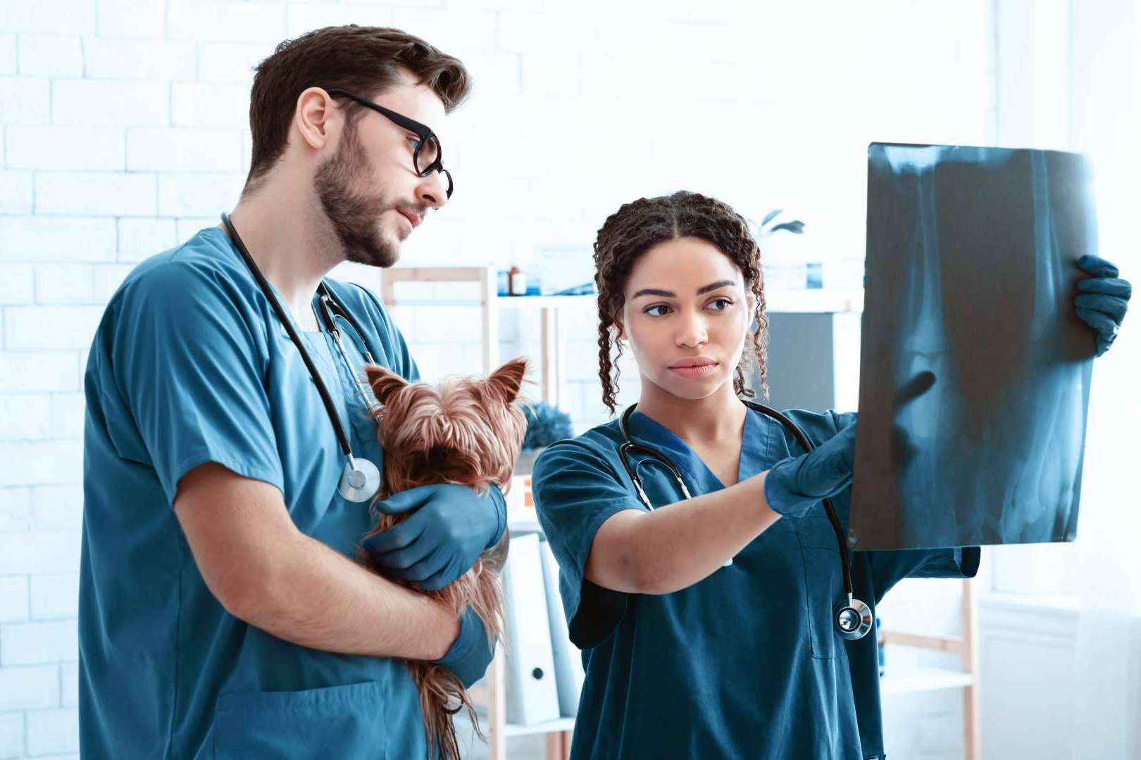 ¿Hace falta el bachillerato para ser auxiliar veterinario? Vetformación tiene la respuesta